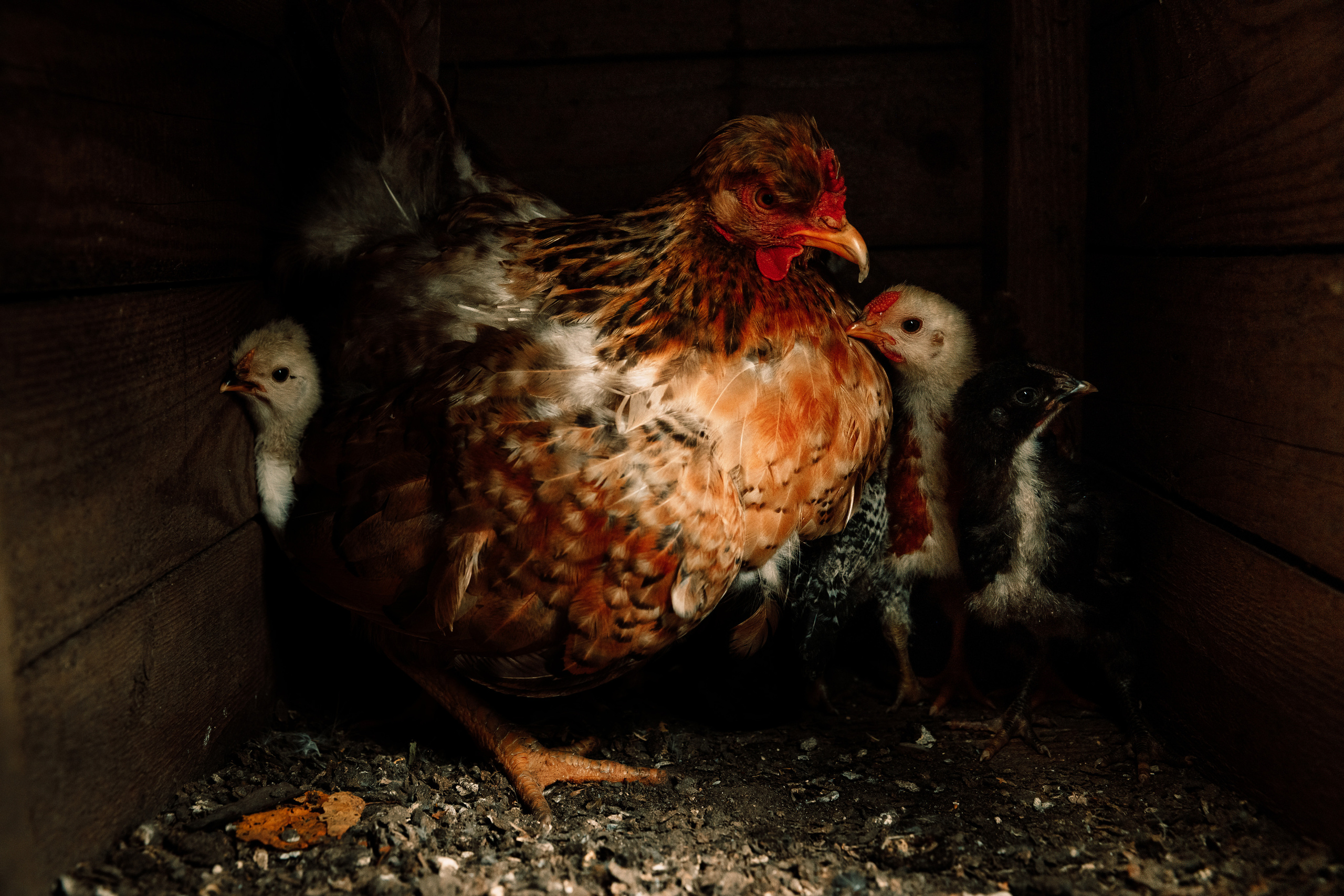 Безусловная свобода. 26.08.22, Калуга, ТИЦ. Фотограф Виталий Верескун. Козельск-Калуга