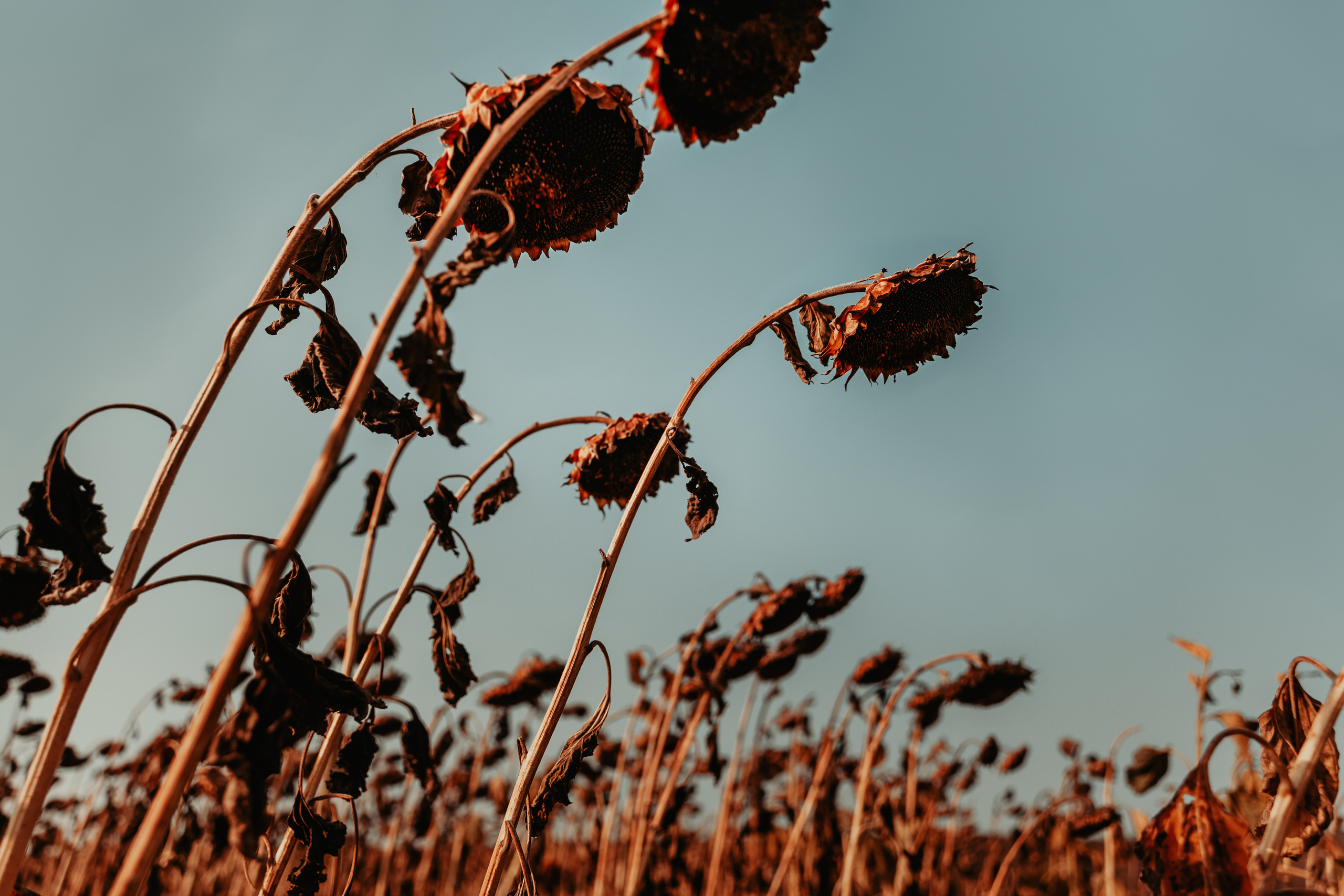 Безусловная свобода. 26.08.22, Калуга, ТИЦ. Фотограф Виталий Верескун. Козельск-Калуга