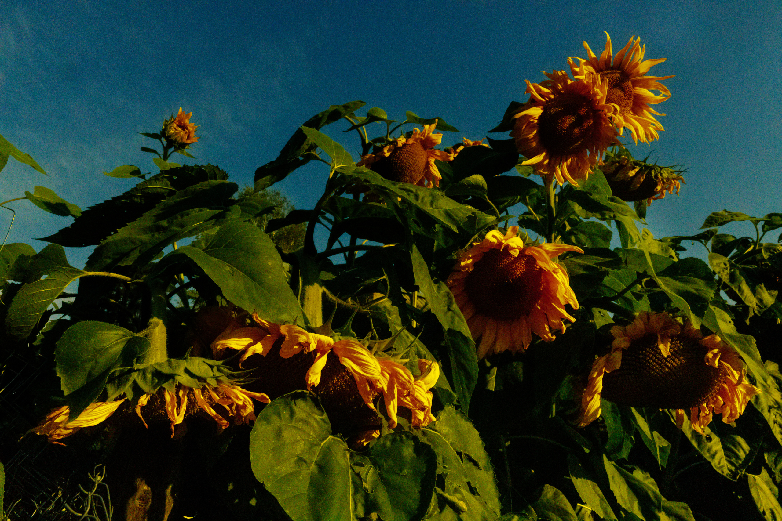 Безусловная свобода. 26.08.22, Калуга, ТИЦ. Фотограф Виталий Верескун. Козельск-Калуга