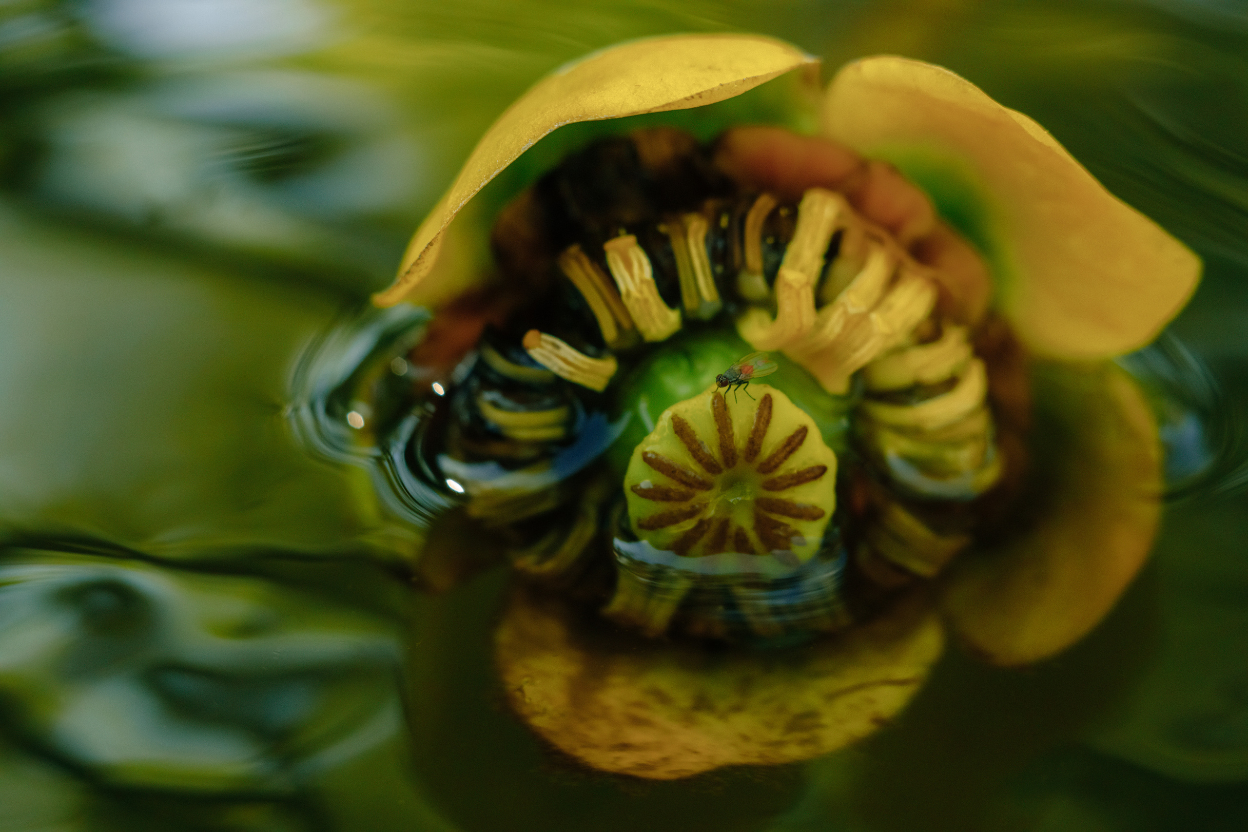 Безусловная свобода. 26.08.22, Калуга, ТИЦ. Фотограф Виталий Верескун. Козельск-Калуга