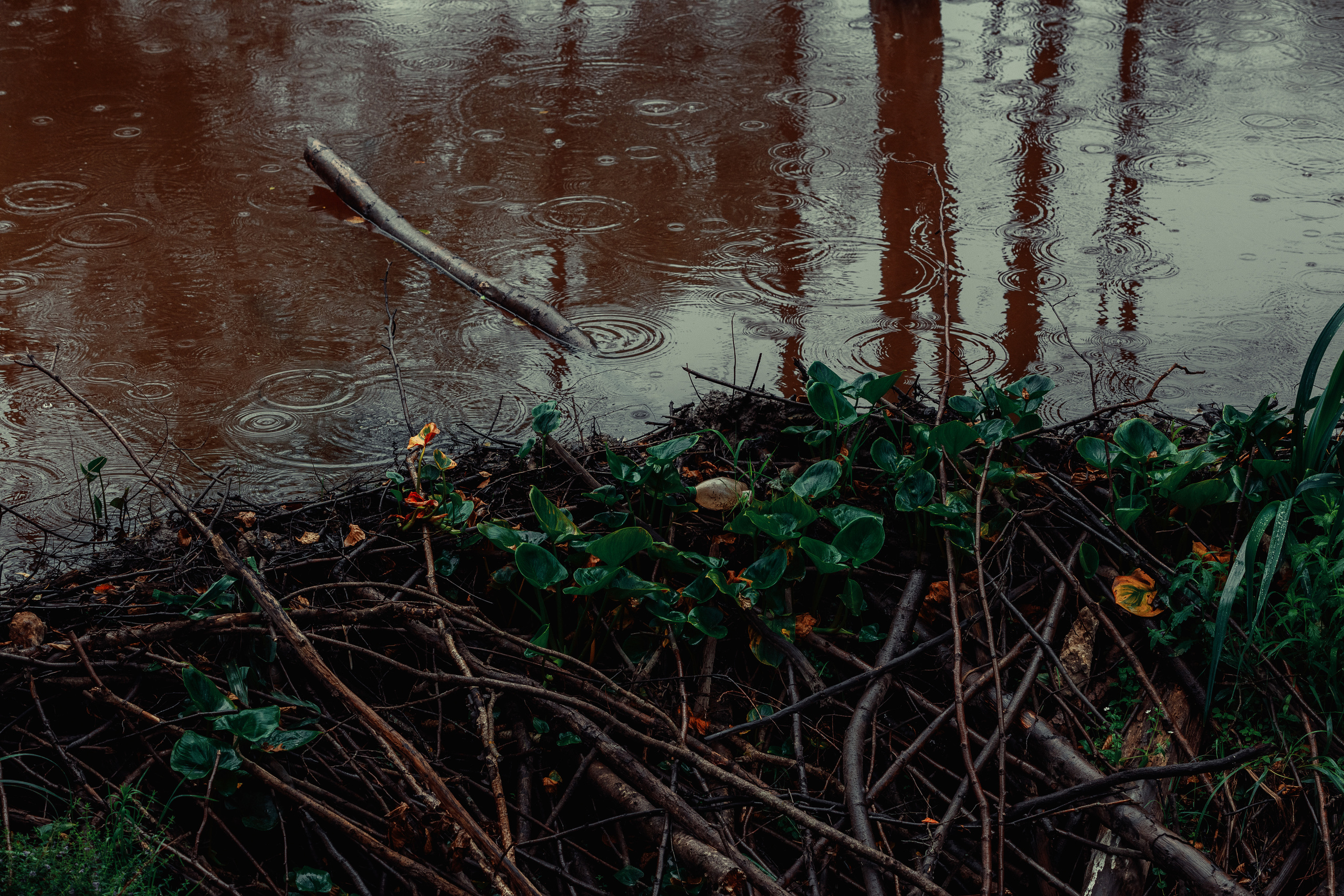Безусловная свобода. 26.08.22, Калуга, ТИЦ. Фотограф Виталий Верескун. Козельск-Калуга
