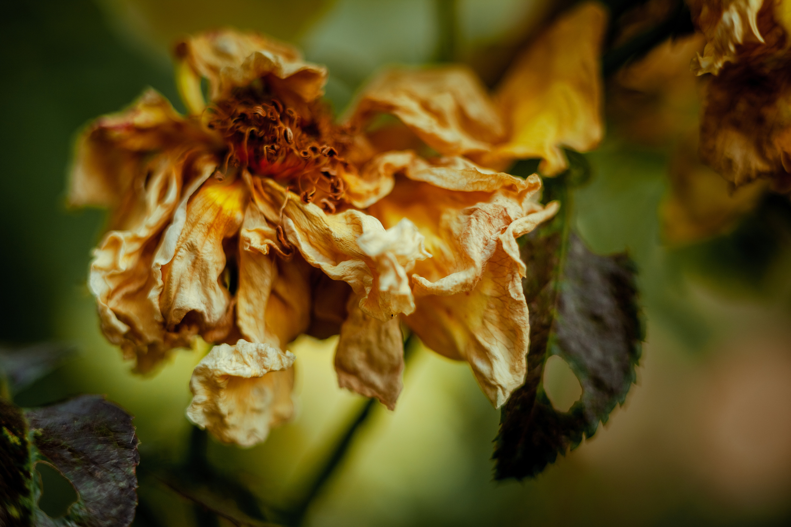 Безусловная свобода. 26.08.22, Калуга, ТИЦ. Фотограф Виталий Верескун. Козельск-Калуга