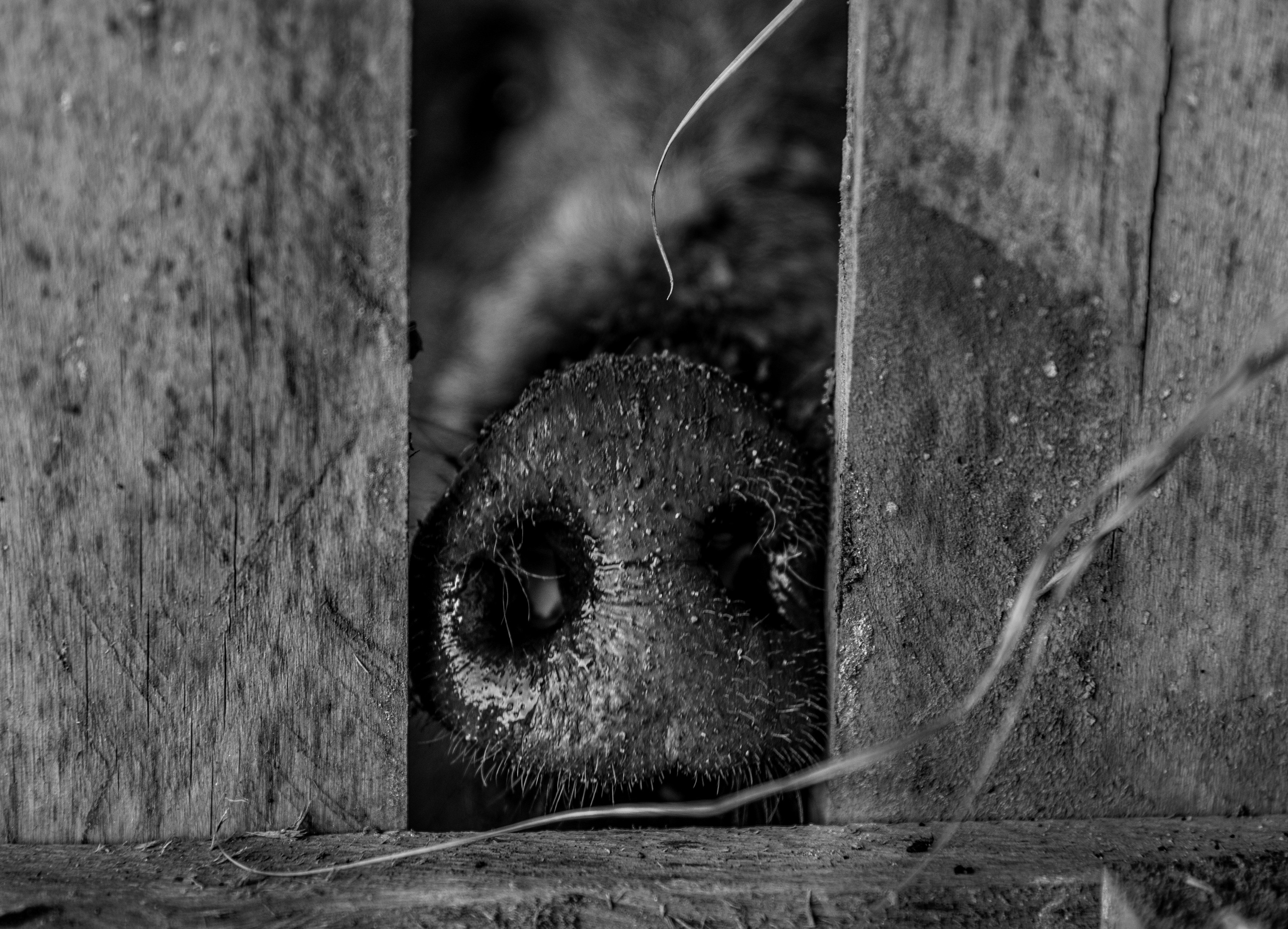 Безусловная свобода. 26.08.22, Калуга, ТИЦ. Фотограф Виталий Верескун. Козельск-Калуга