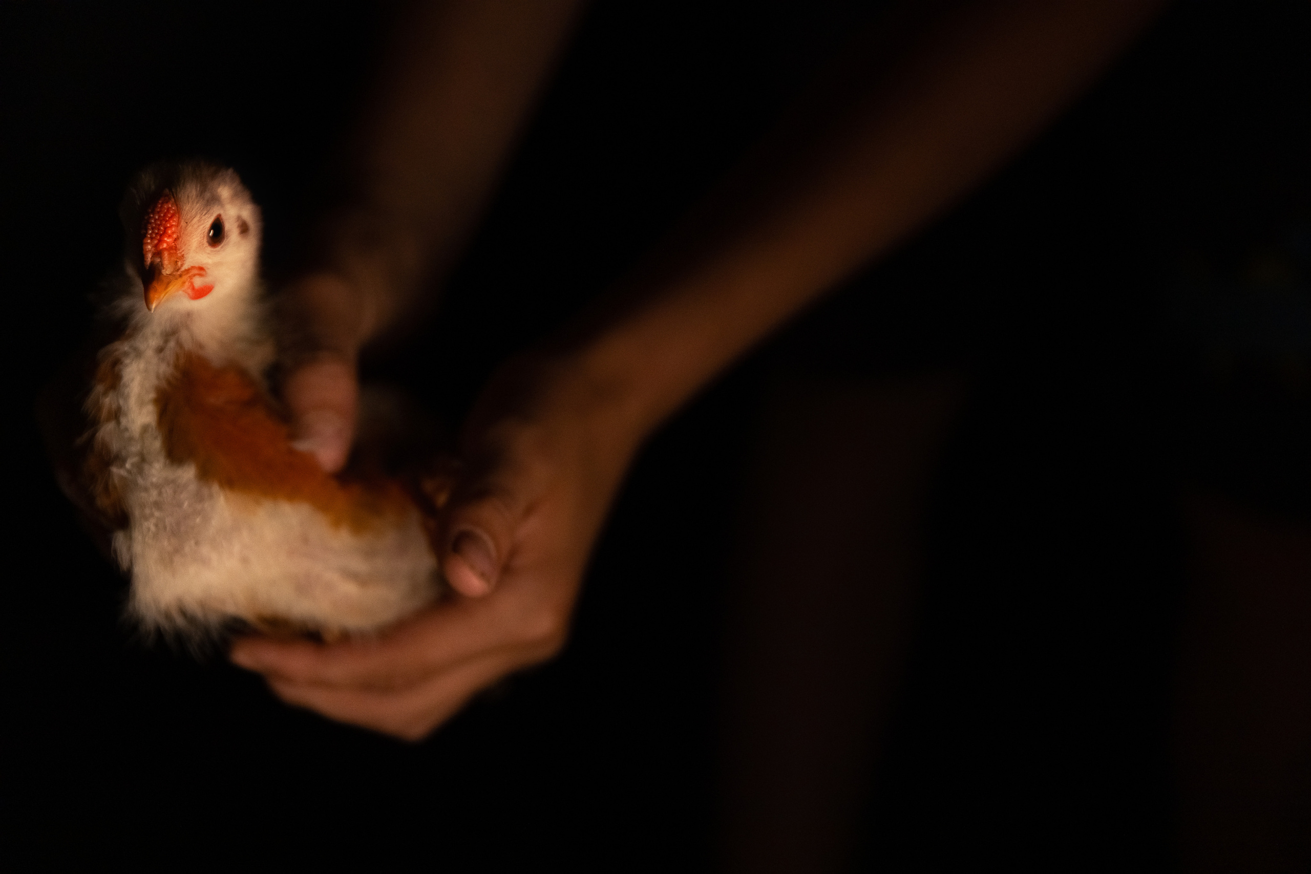 Безусловная свобода. 26.08.22, Калуга, ТИЦ. Фотограф Виталий Верескун. Козельск-Калуга