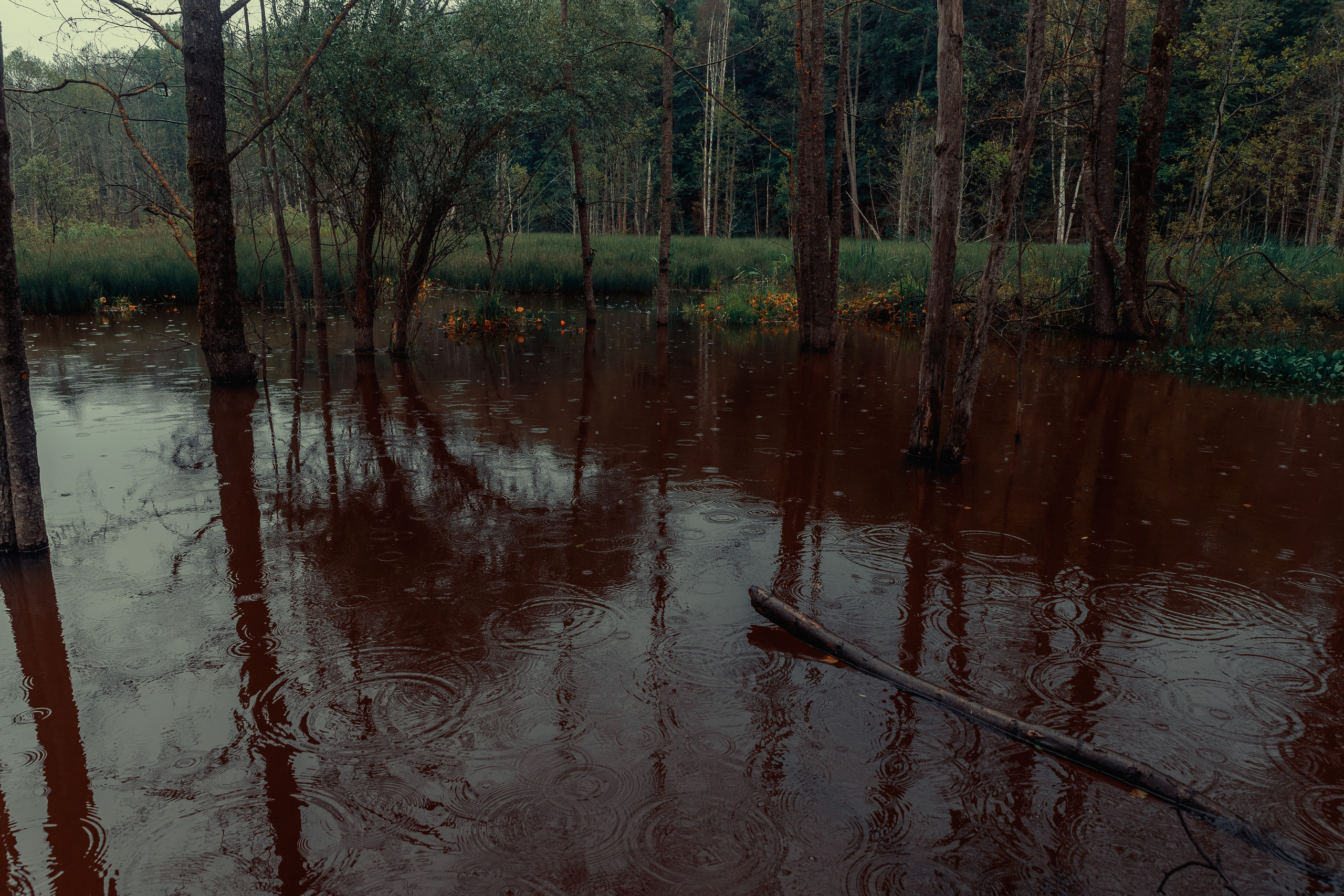 Безусловная свобода. 26.08.22, Калуга, ТИЦ. Фотограф Виталий Верескун. Козельск-Калуга