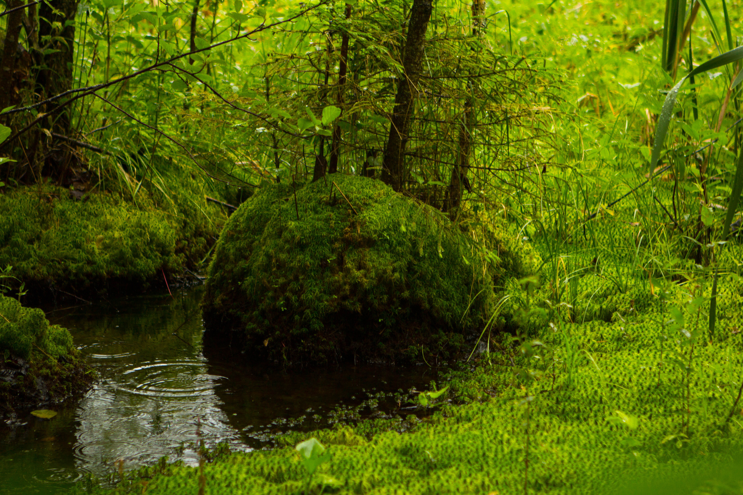 Безусловная свобода. 26.08.22, Калуга, ТИЦ. Фотограф Виталий Верескун. Козельск-Калуга