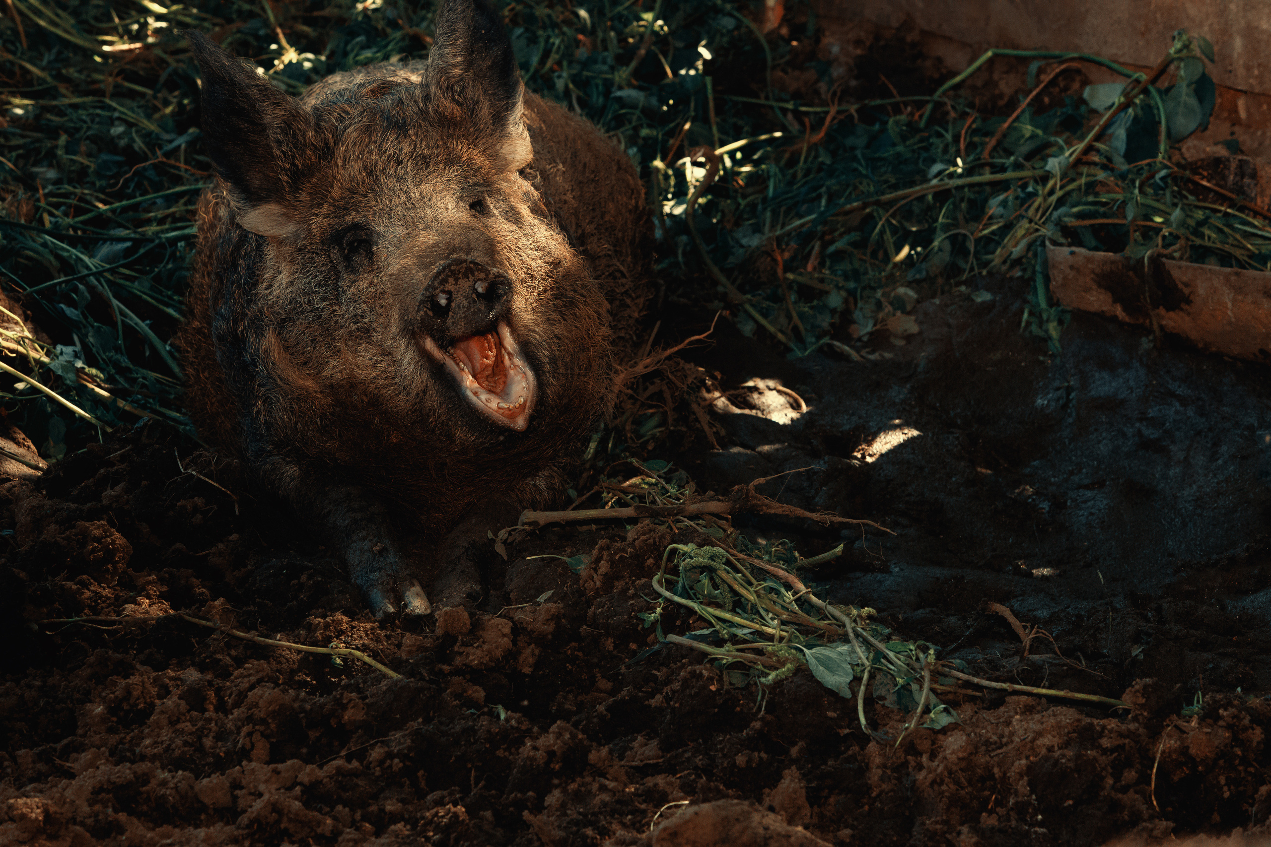 Безусловная свобода. 26.08.22, Калуга, ТИЦ. Фотограф Виталий Верескун. Козельск-Калуга
