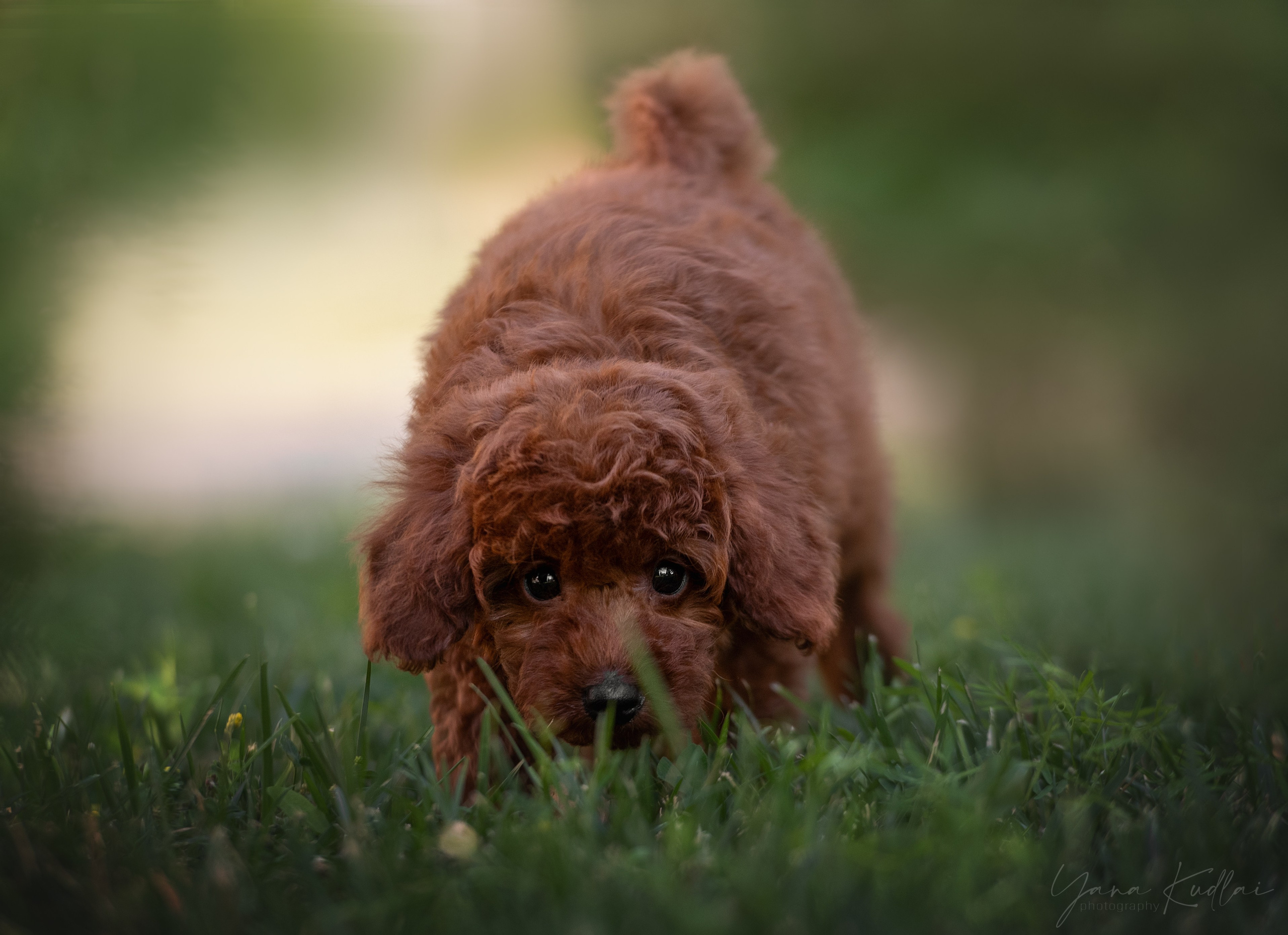Малыши пуделя. Фотограф анималист Ставрополь Яна Кудлай