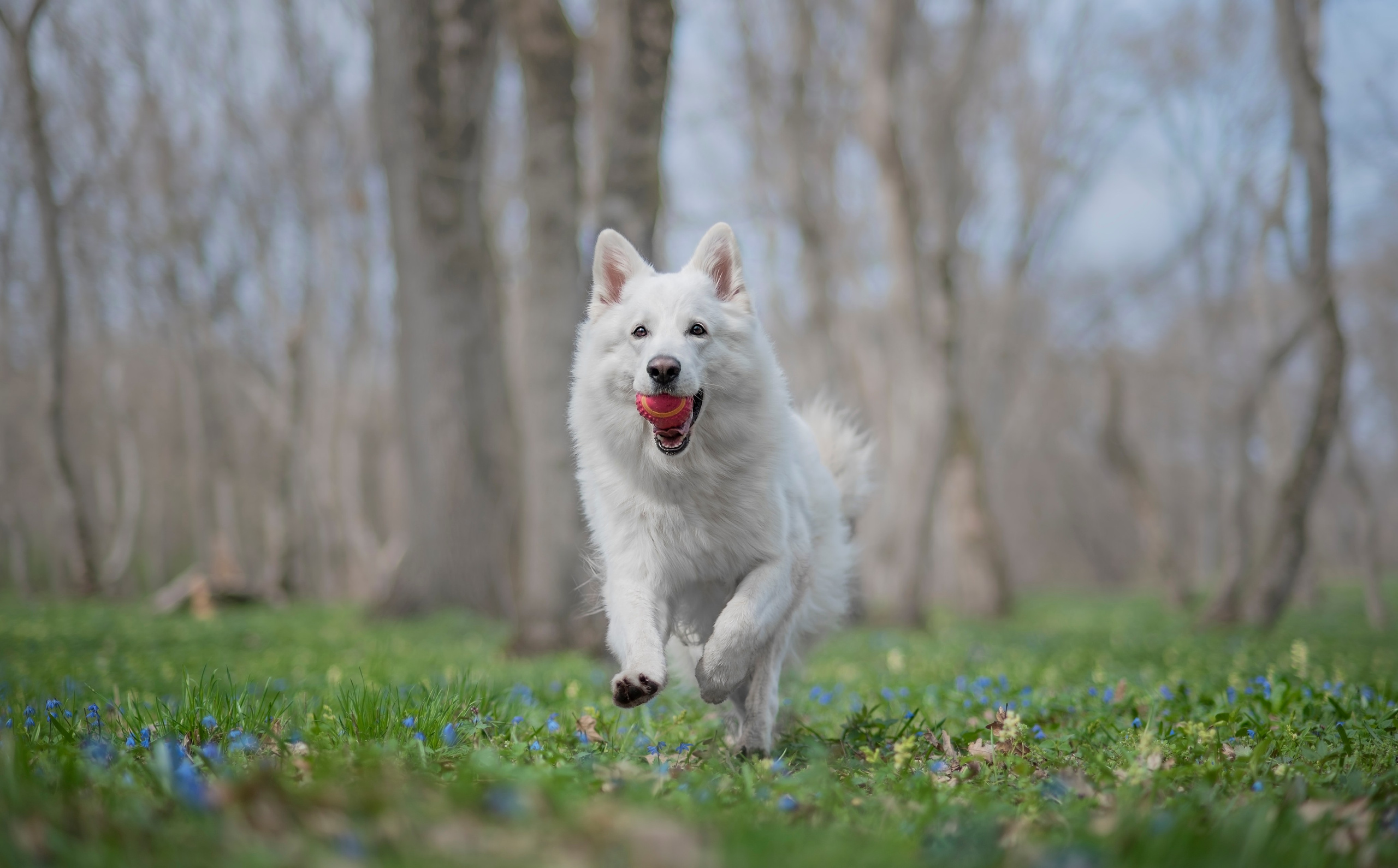 Каспер. Фотограф анималист Ставрополь Яна Кудлай