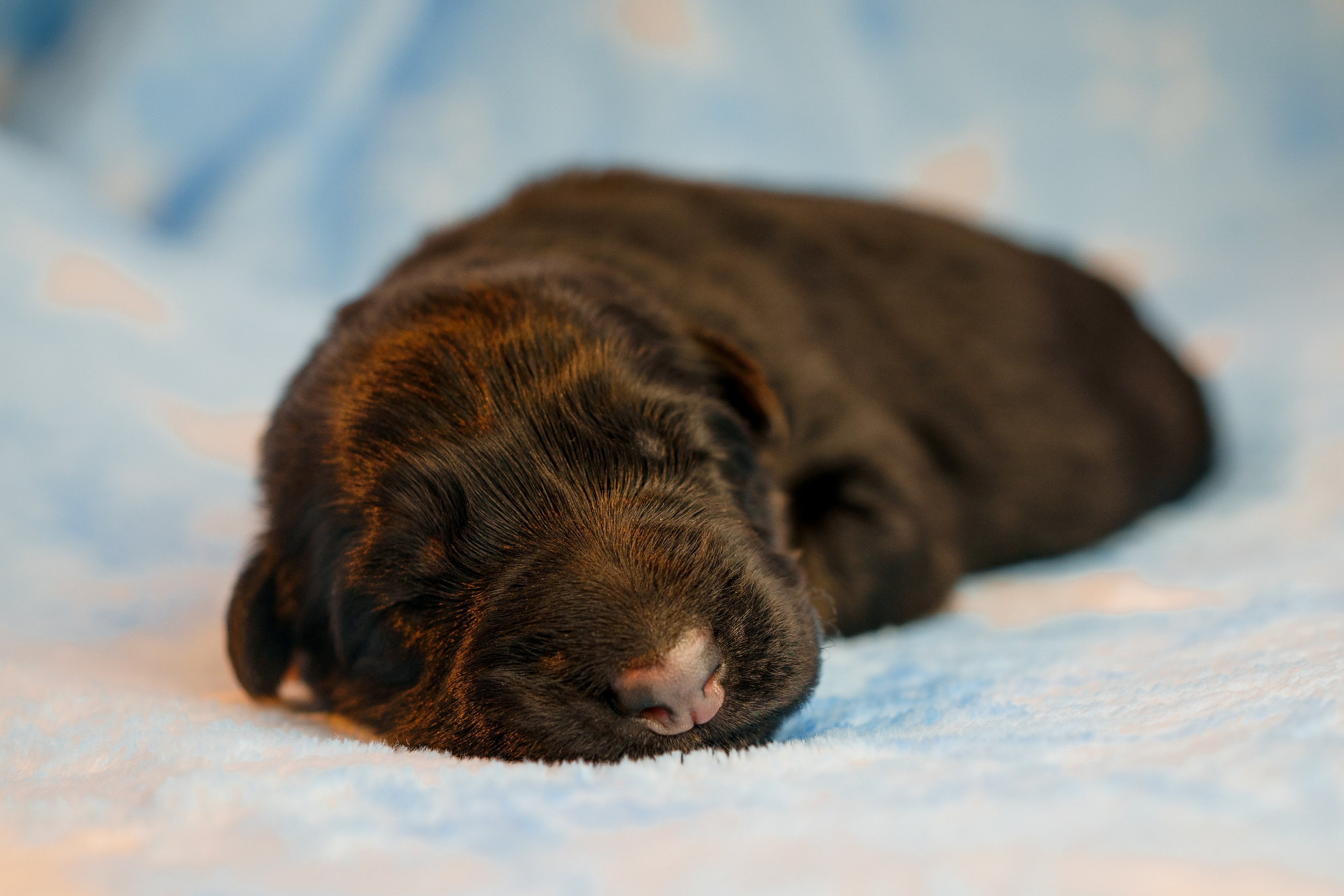 Новорожденные немецкие овчарки. Фотограф-анималист Анастасия Большакова