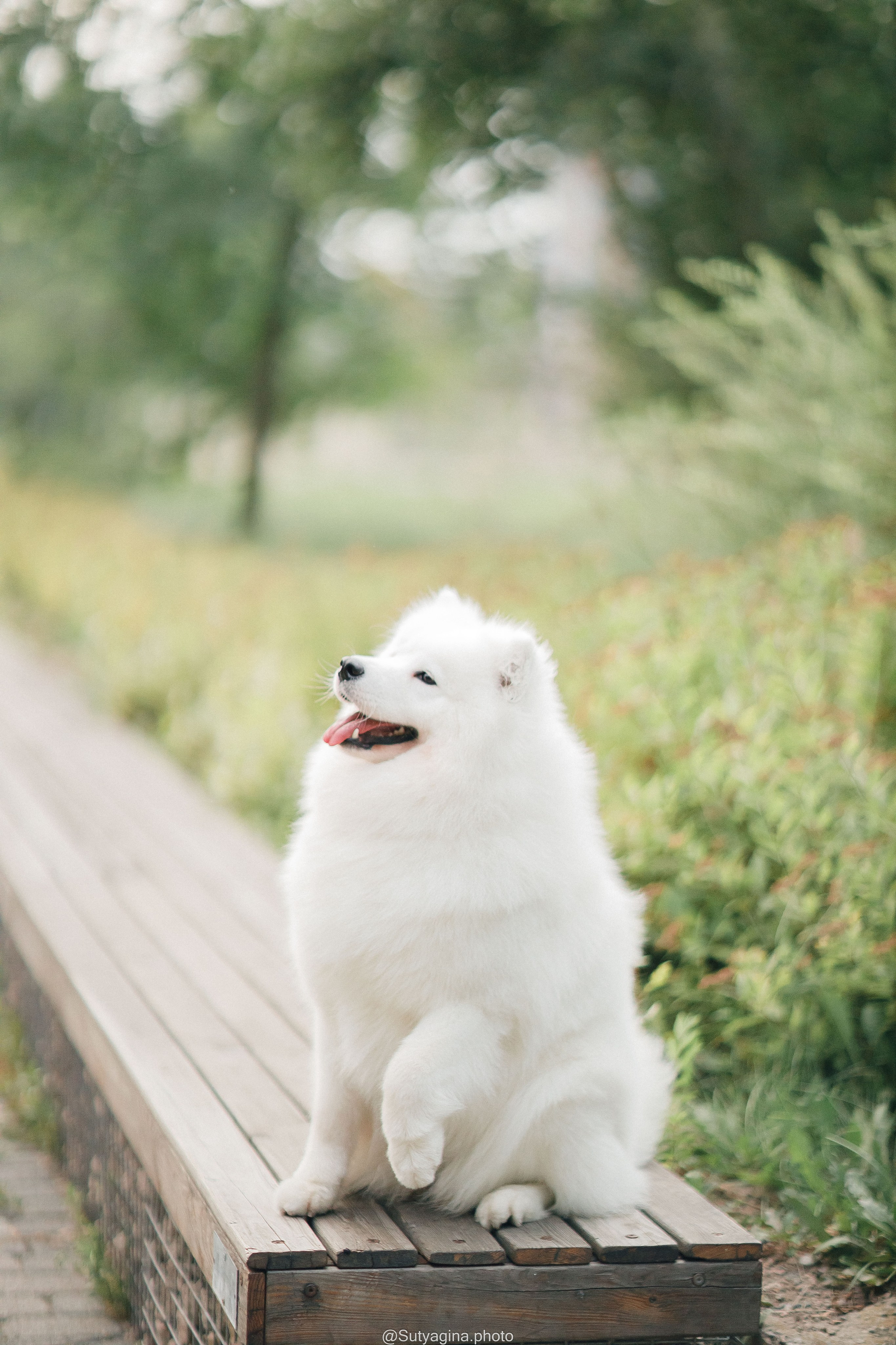 Самоед Рея. Свадебный и женский фотограф