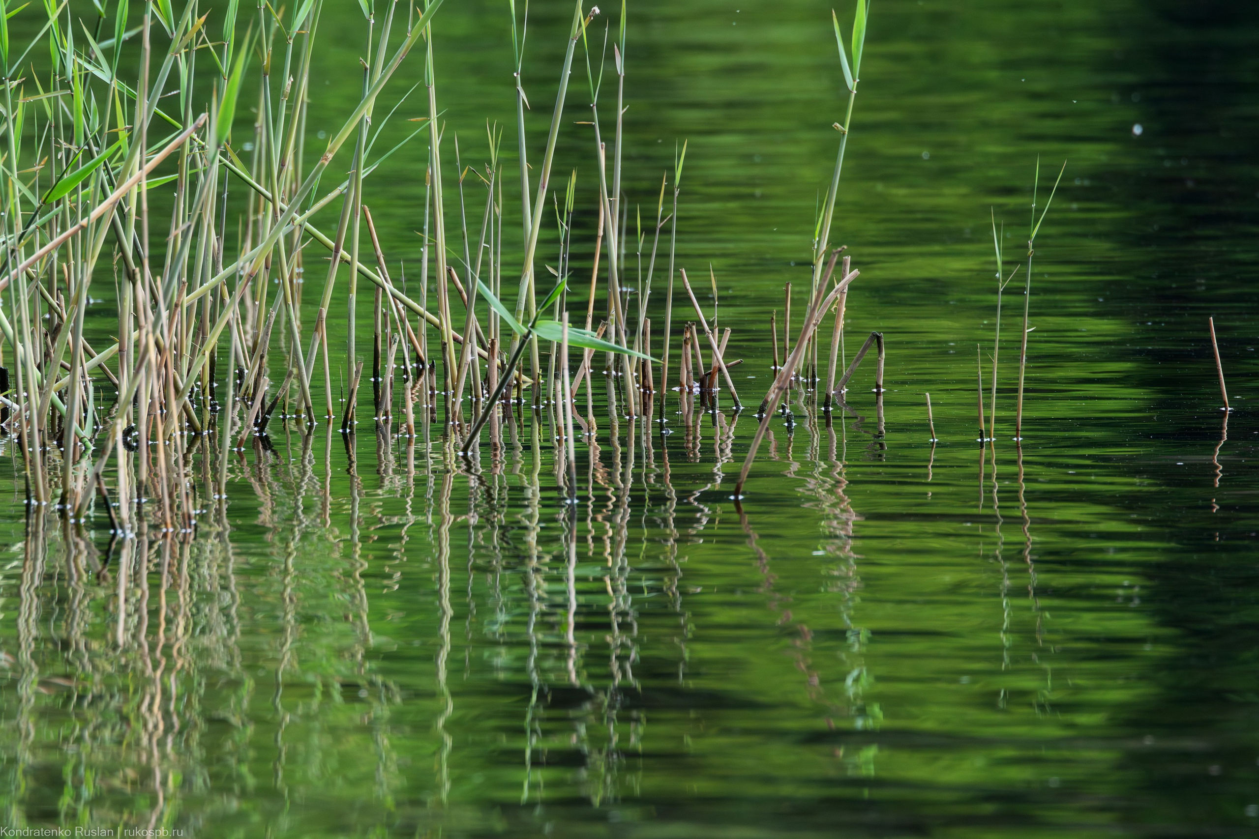 Ленинградская область. Архитектурный и пейзажный фотограф Кондратенко Руслан, Санкт-Петербург