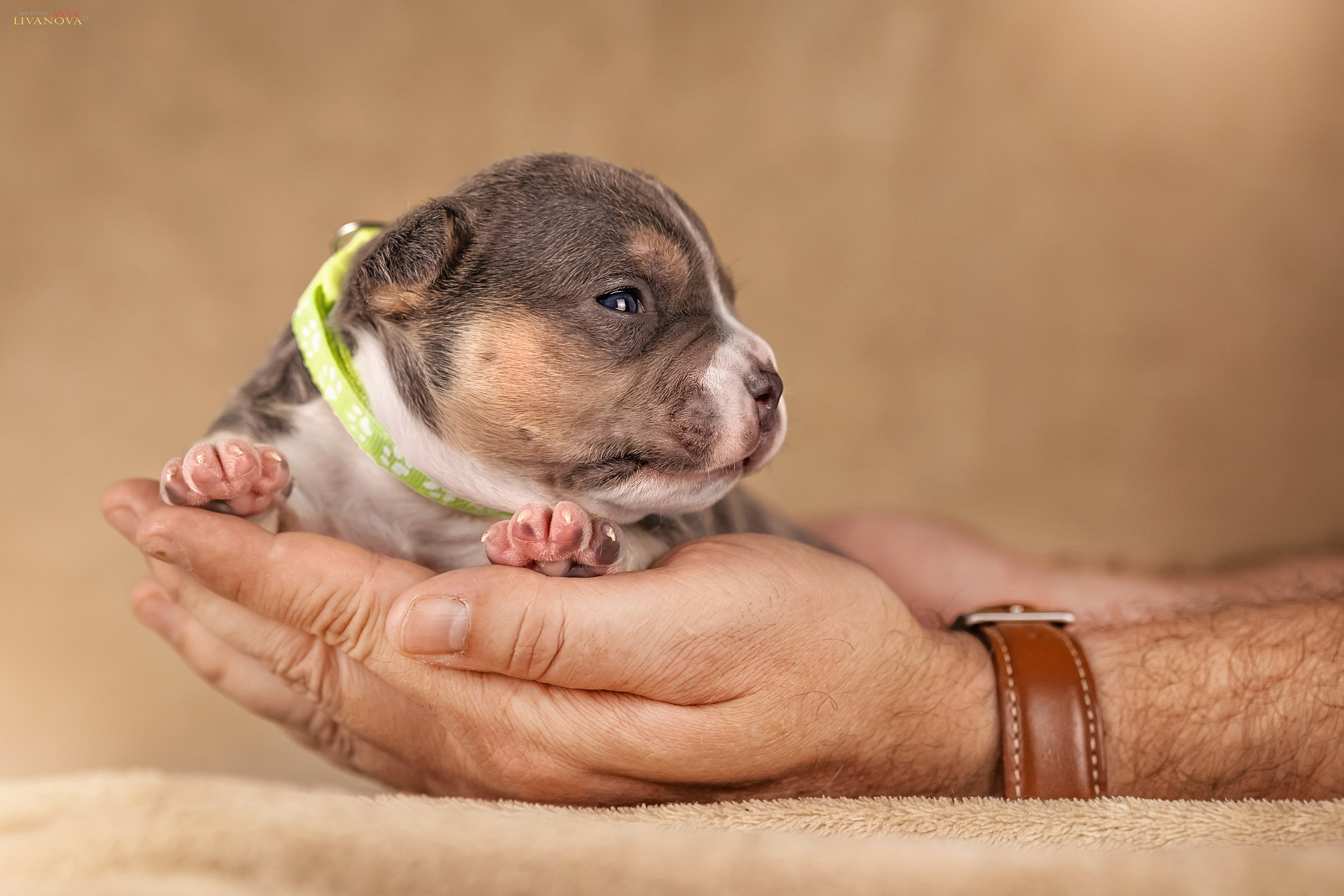 Амбулли. Фотограф анималист Аня Ливанова | Рыбинск