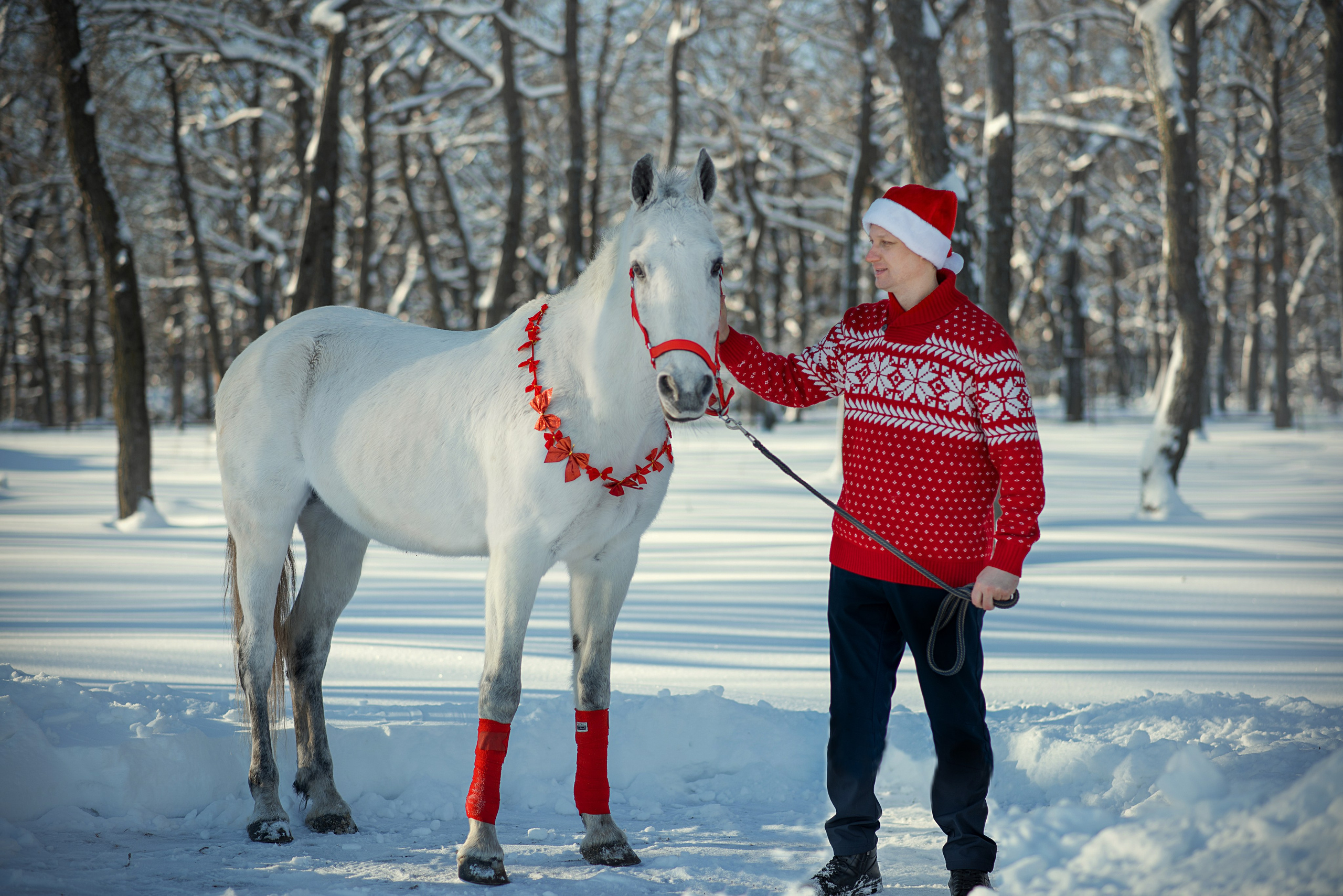 Семейная съемочка с Гипнозом. Конный фотограф в Саратове Юлия Иванова