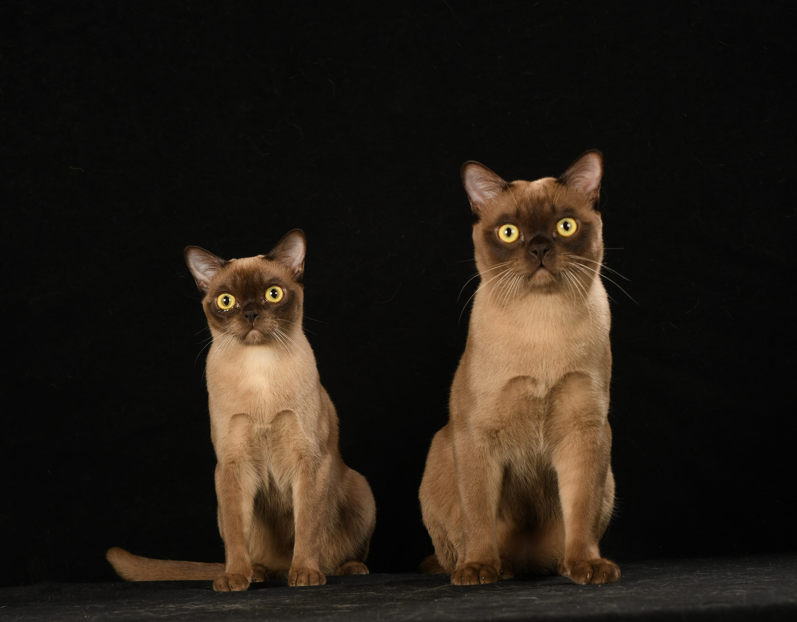 Котёнок американской бурмы. Las Burmas — питомник американской бурмы традиционных линий