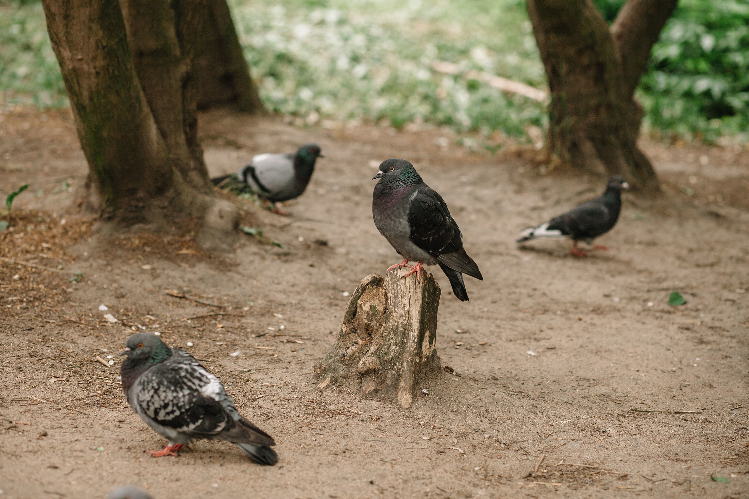 Алые Паруса. Семейный и свадебный фотограф в Майкопе Михаил Мартиросян
