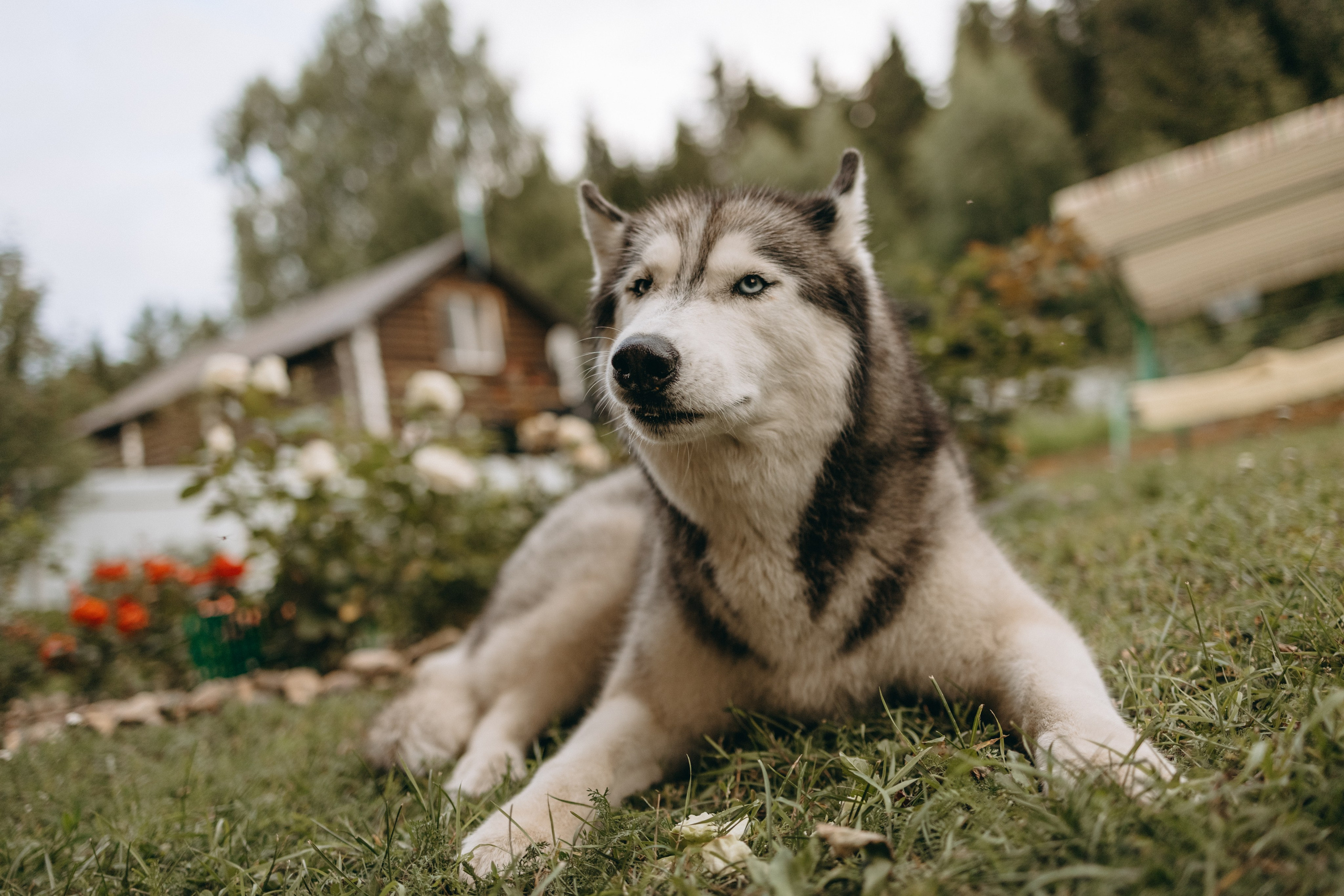 Дом у реки. Фотограф — Анималист | Санкт-Петербург