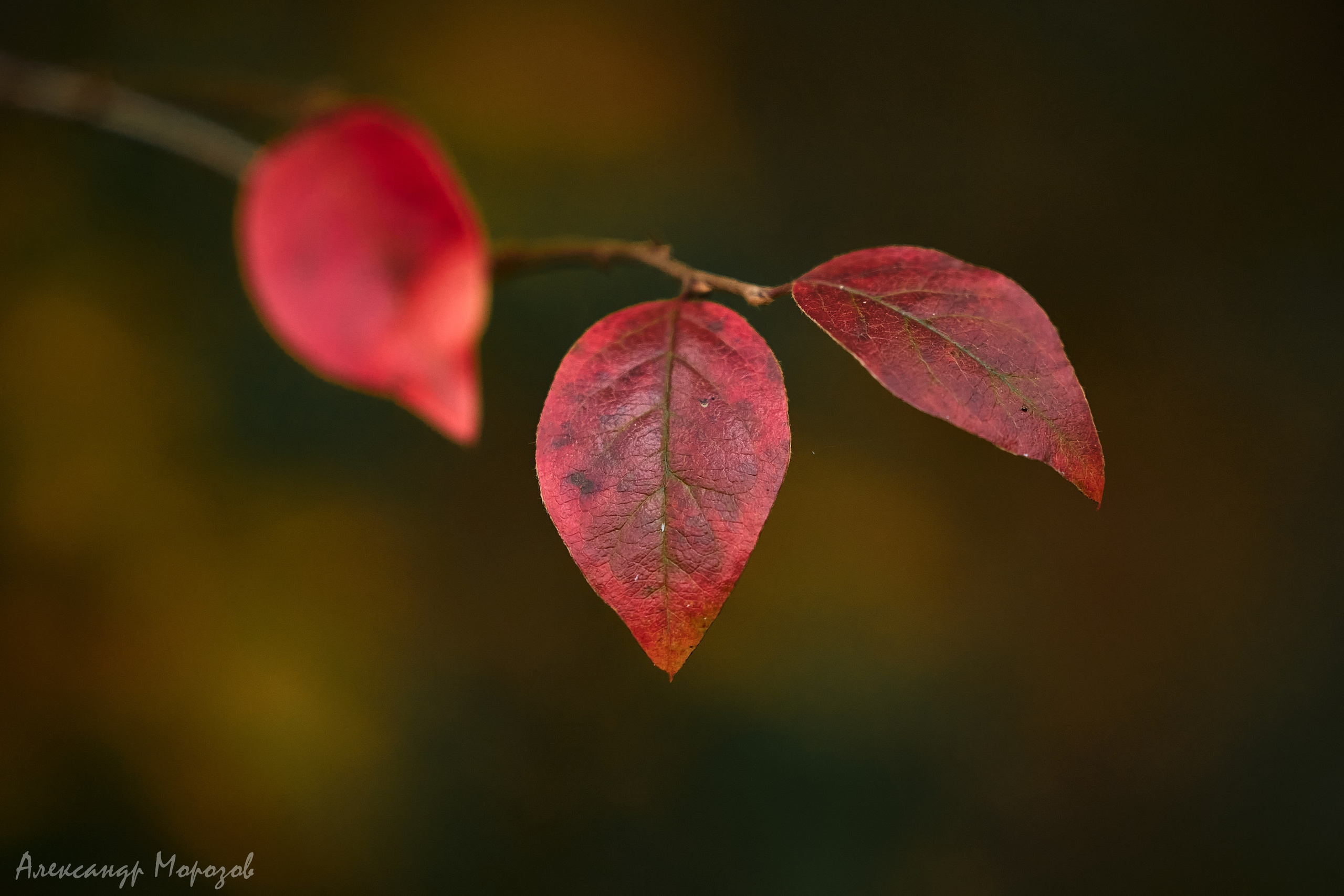 Осень в деталях. Фотограф в Екатеринбурге Александр Морозов