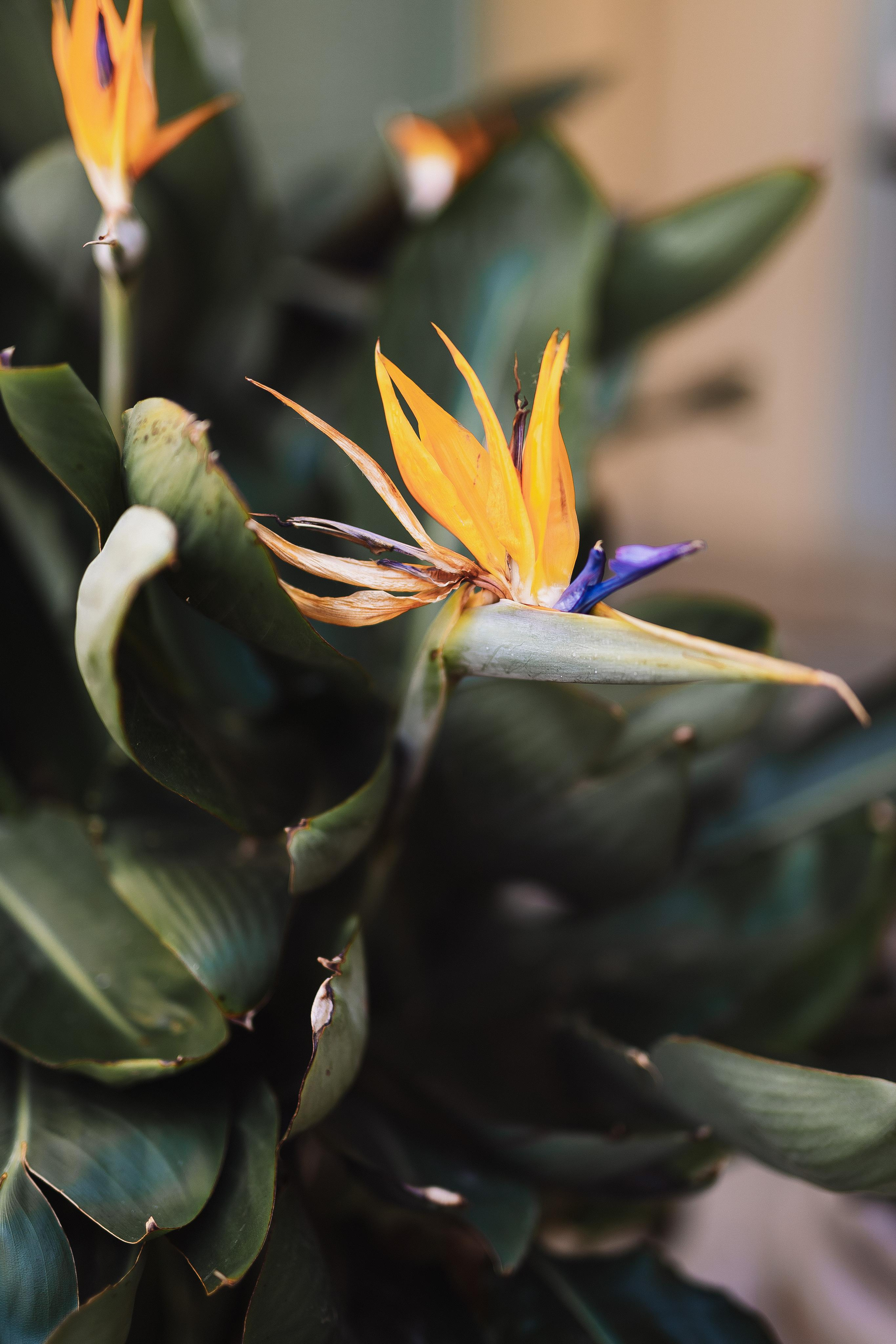 Свадьба Алексея и Аннеты. Фотограф Кольчугино/Владимир/Москва Елизавета Иода