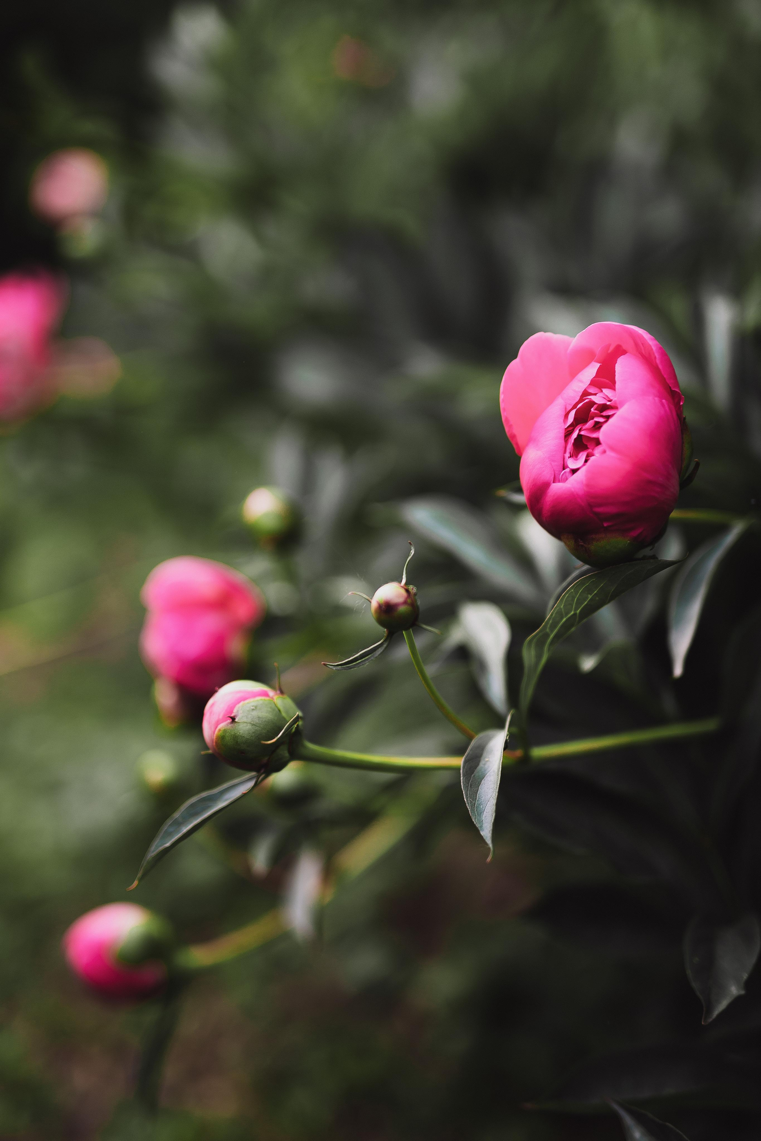 Свадьба Алексея и Аннеты. Фотограф Кольчугино/Владимир/Москва Елизавета Иода