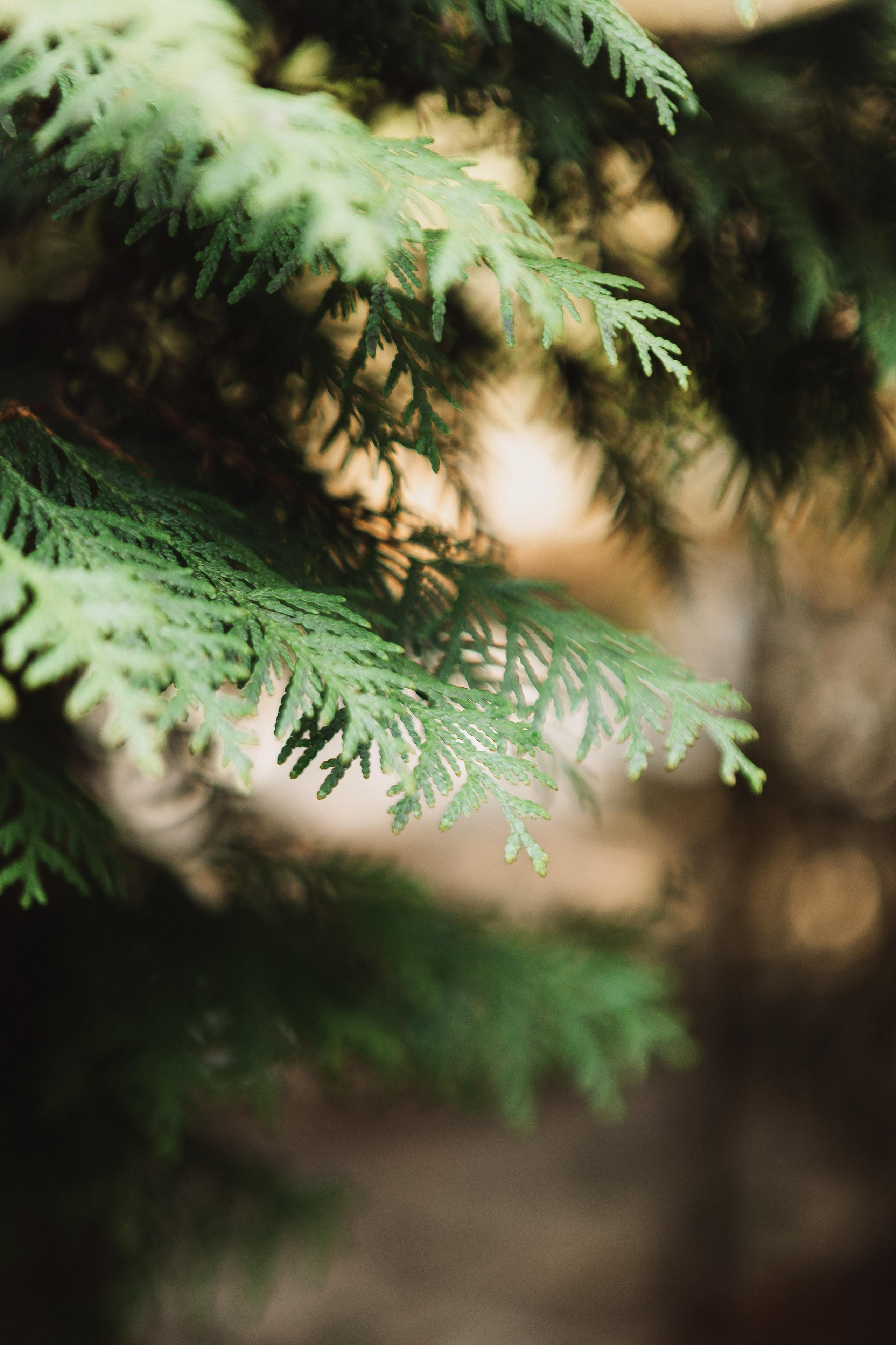 Свадьба Романа и Татьяны. Фотограф Кольчугино/Владимир/Москва Елизавета Иода