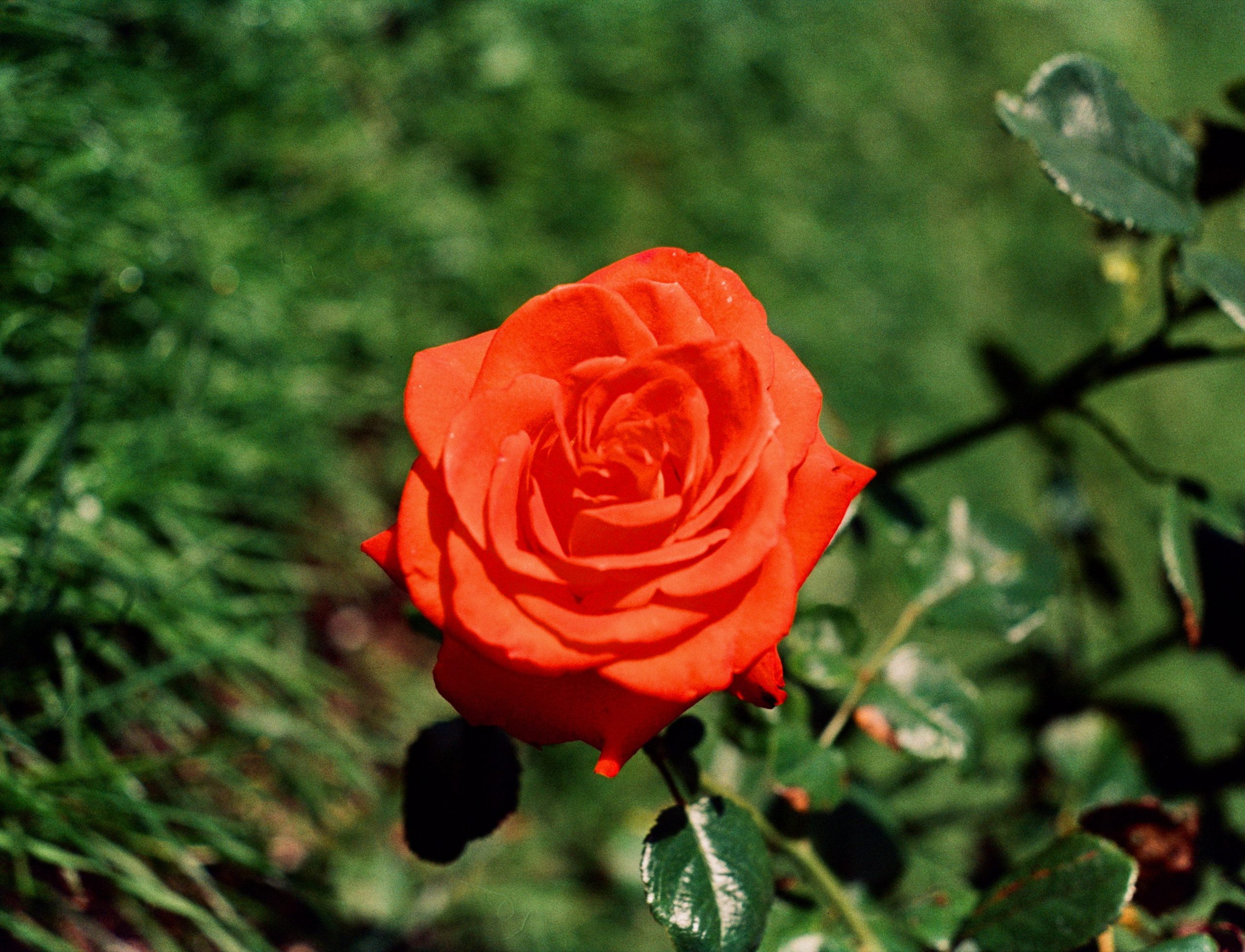 Nikon F100 примеры фотографий