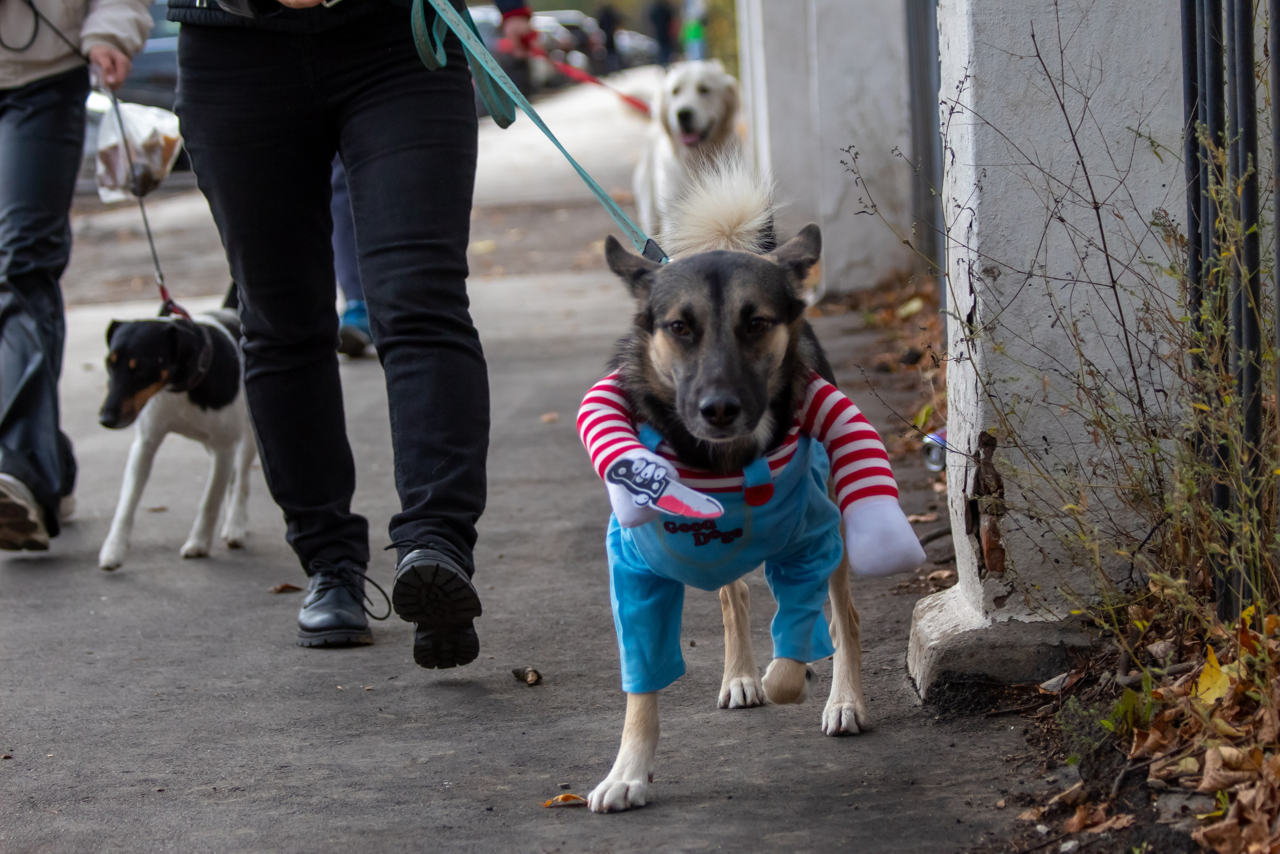 Костюмированный парад собак. Фотограф анималист — Тула, Москва