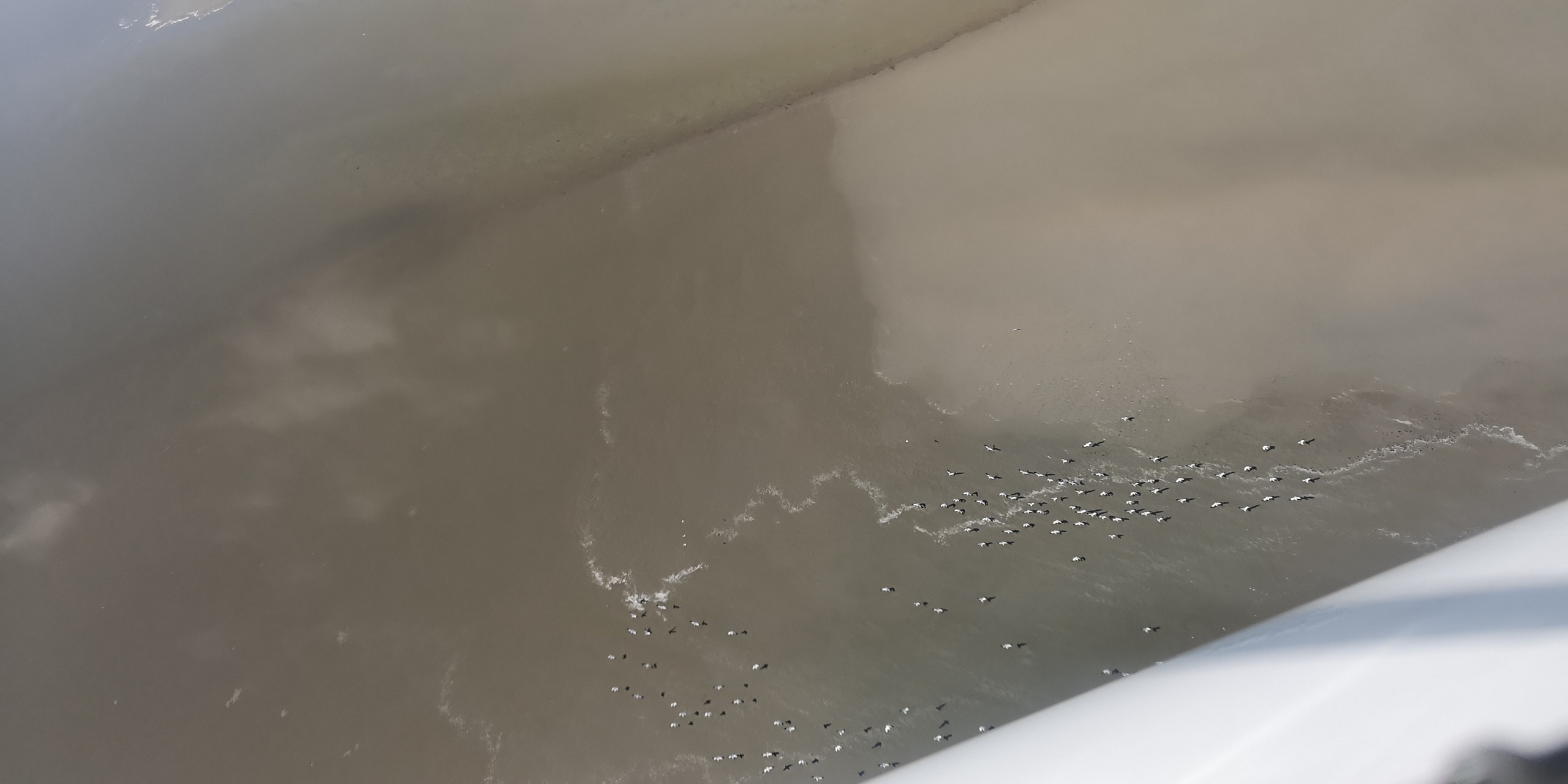 Каспийское море (наука на Ла-8) (2021 г.). Фотоальбом показывающий увлекательный мир авиации и мир медведей Андрея Иванова