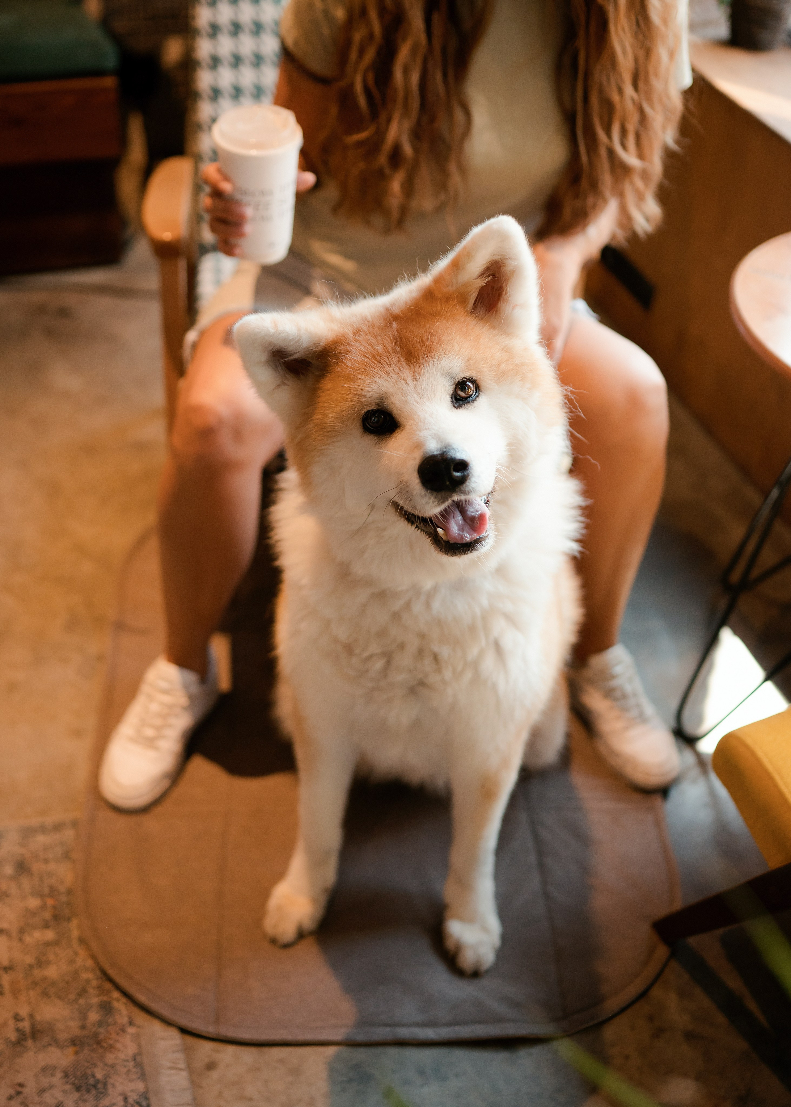 Bow-Wow. Фотограф- анималист Александра Матвеева