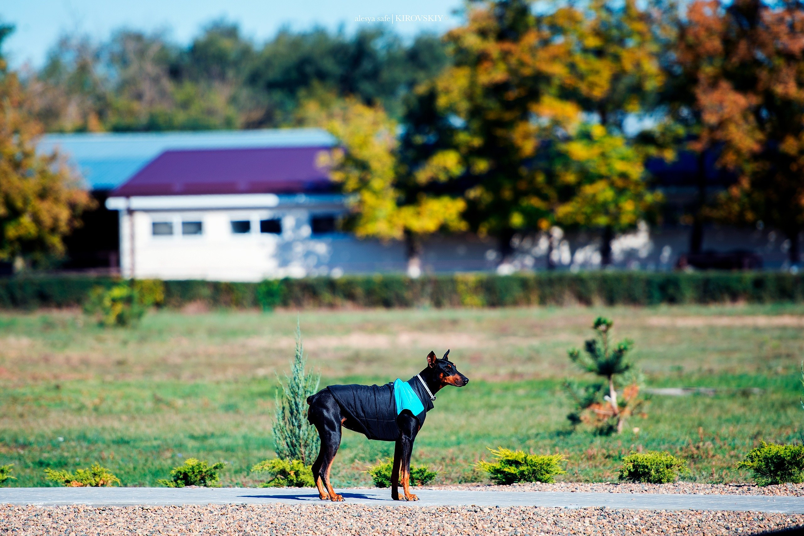 Кировский конный завод. Конный фотограф Alesya Safe