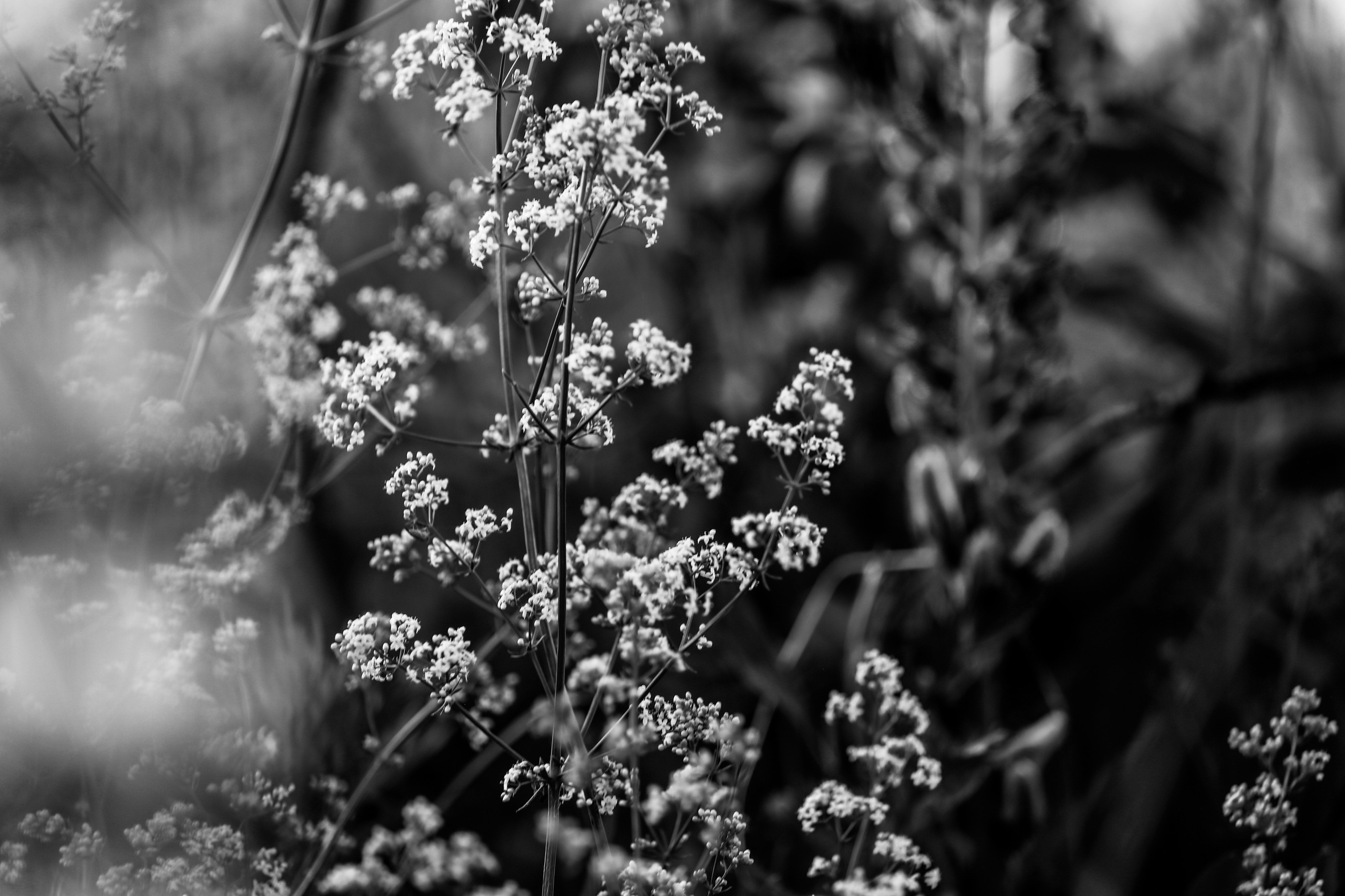 Среди люпинов. Efremovaphoto.ru