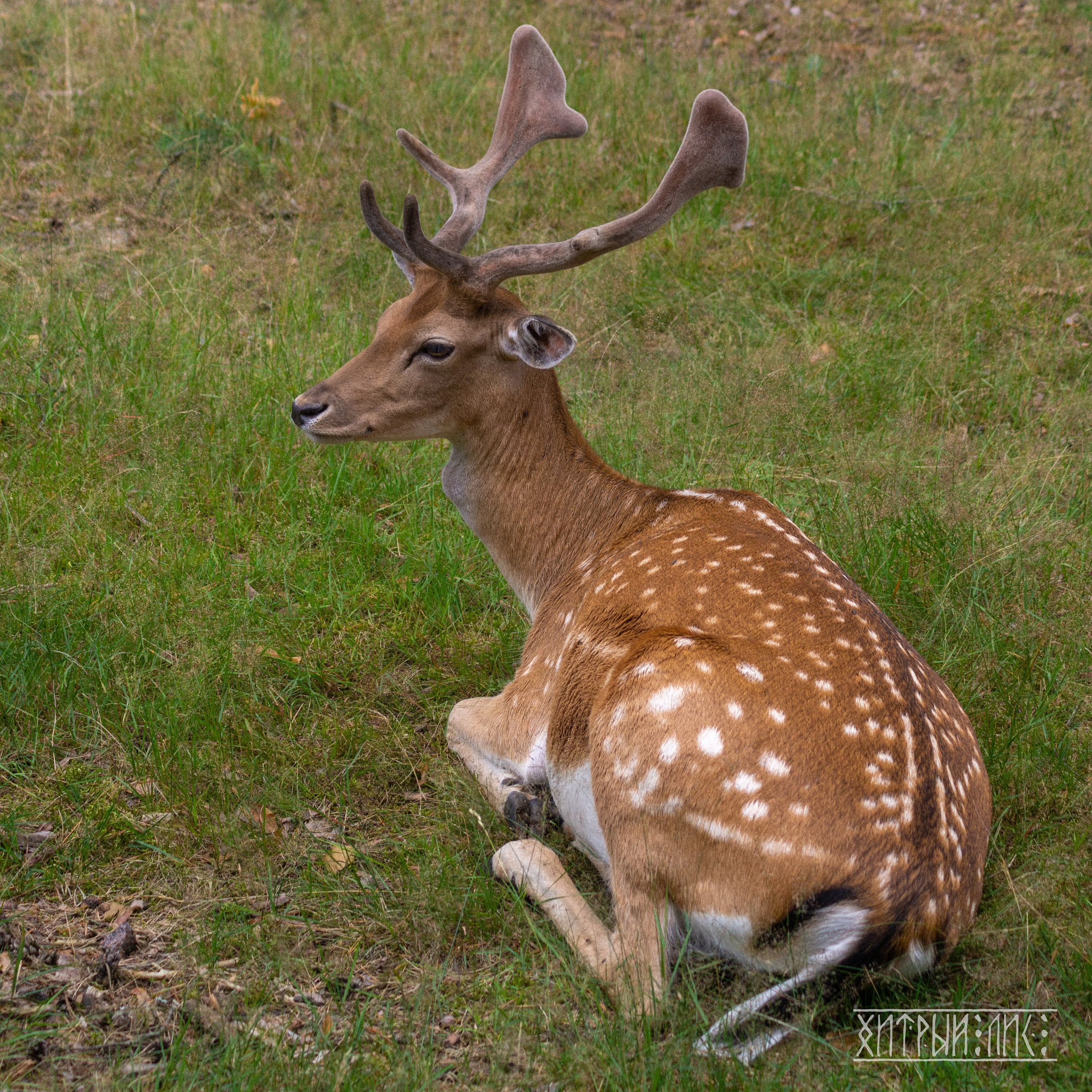 Беларусь. Фотограф-путешественник Самойлов Максим «Sly Fox»