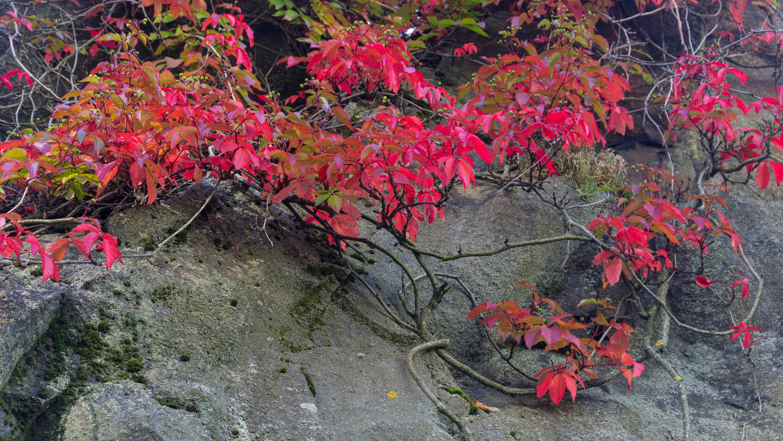 Хельсинки. Фотограф-путешественник Самойлов Максим «Sly Fox»