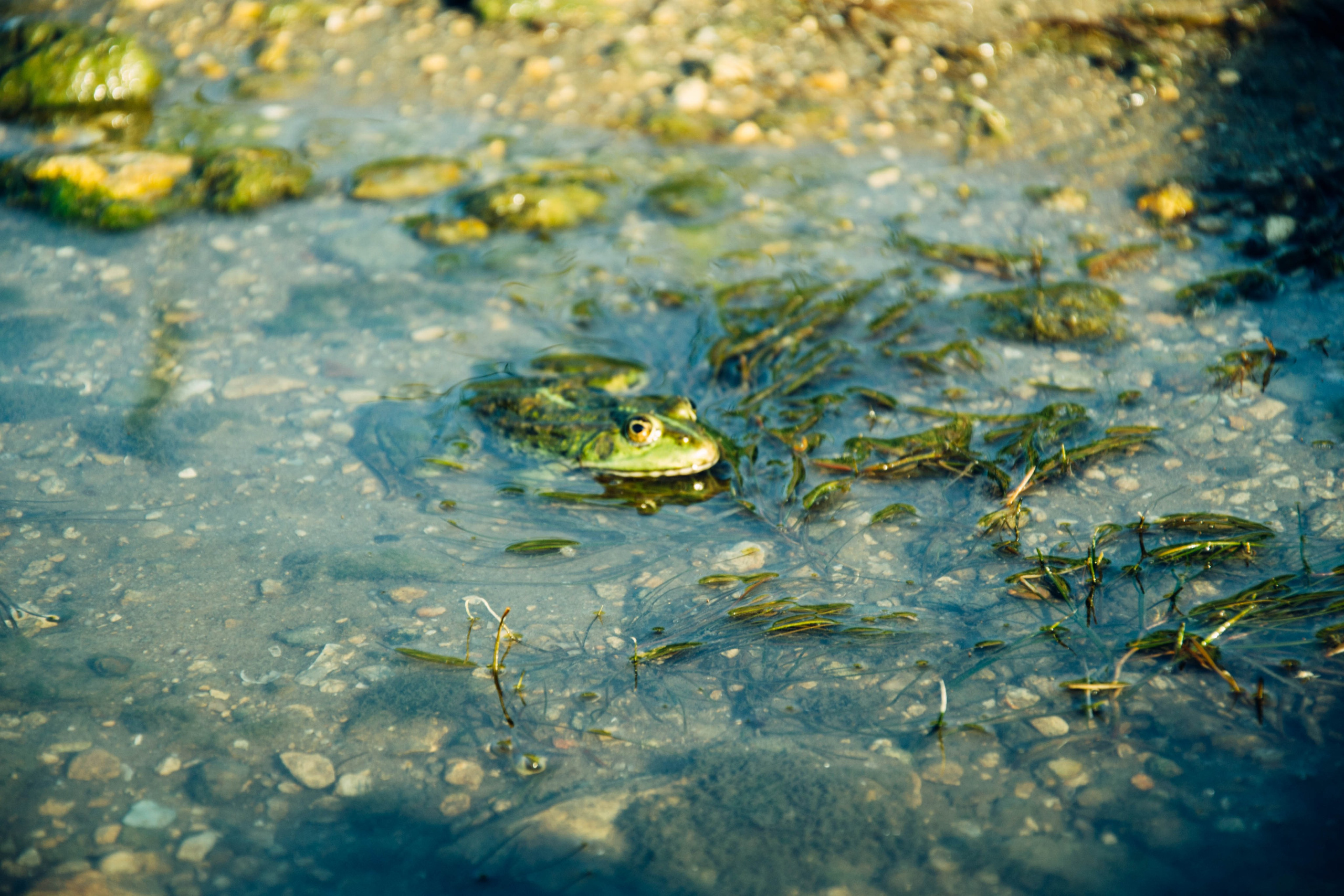 Дон. Главная