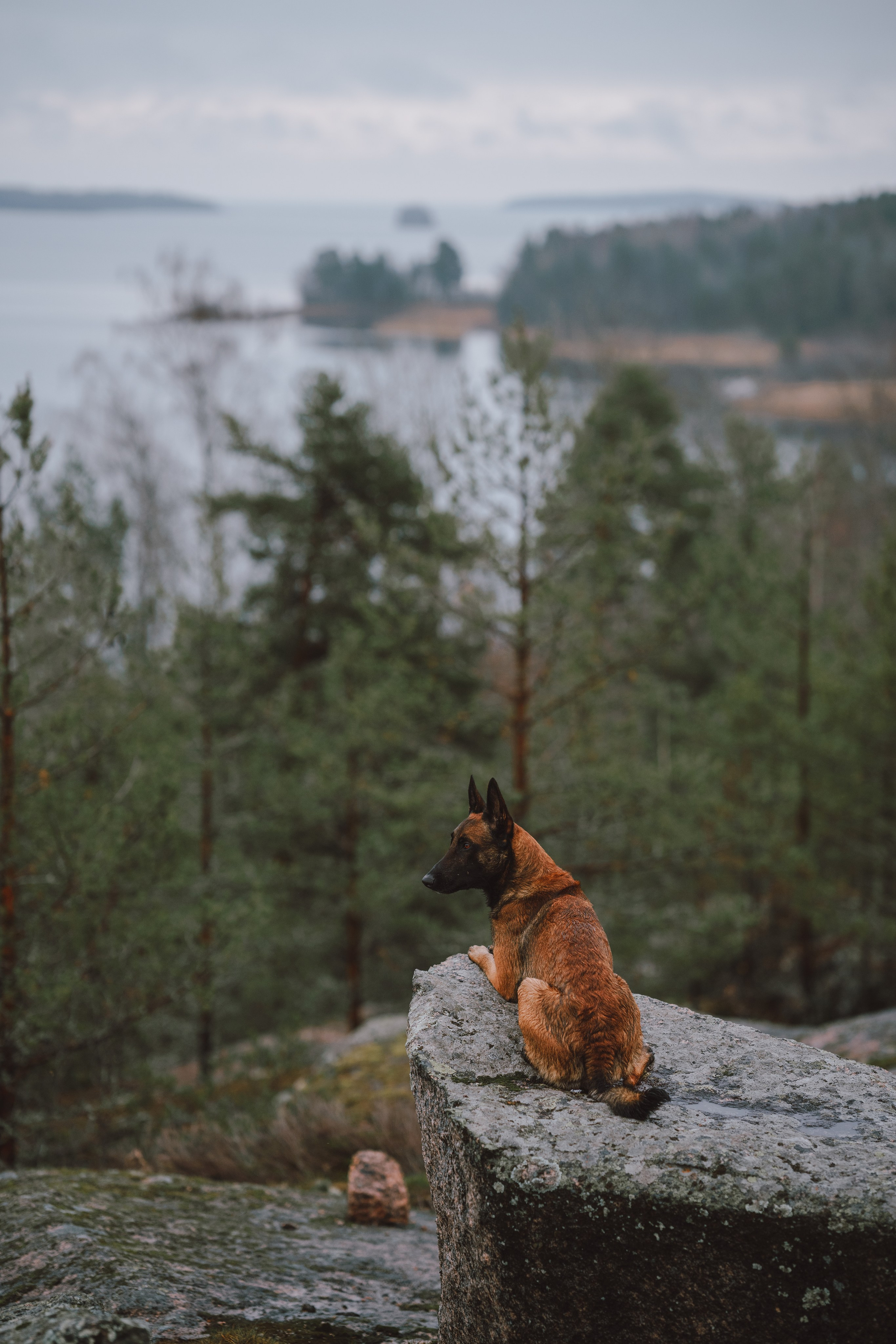 Раш. Фотограф анималист Осипчикова Мария