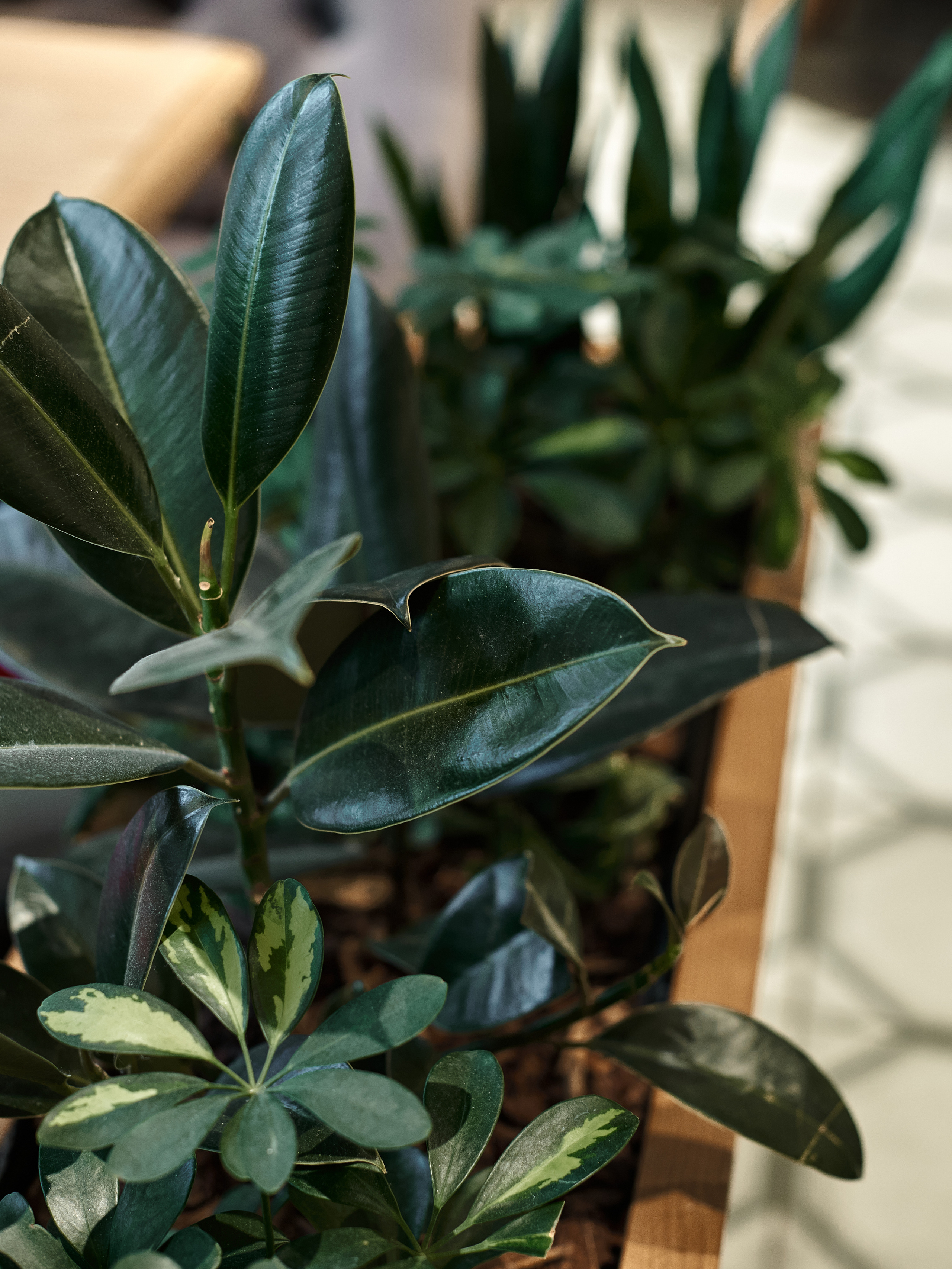 БРИТАНСКИЕ ПЕКАРНИ. Интерьерный и архитектурный фотограф в Сочи МАКСИМ КСЕНЗОВ