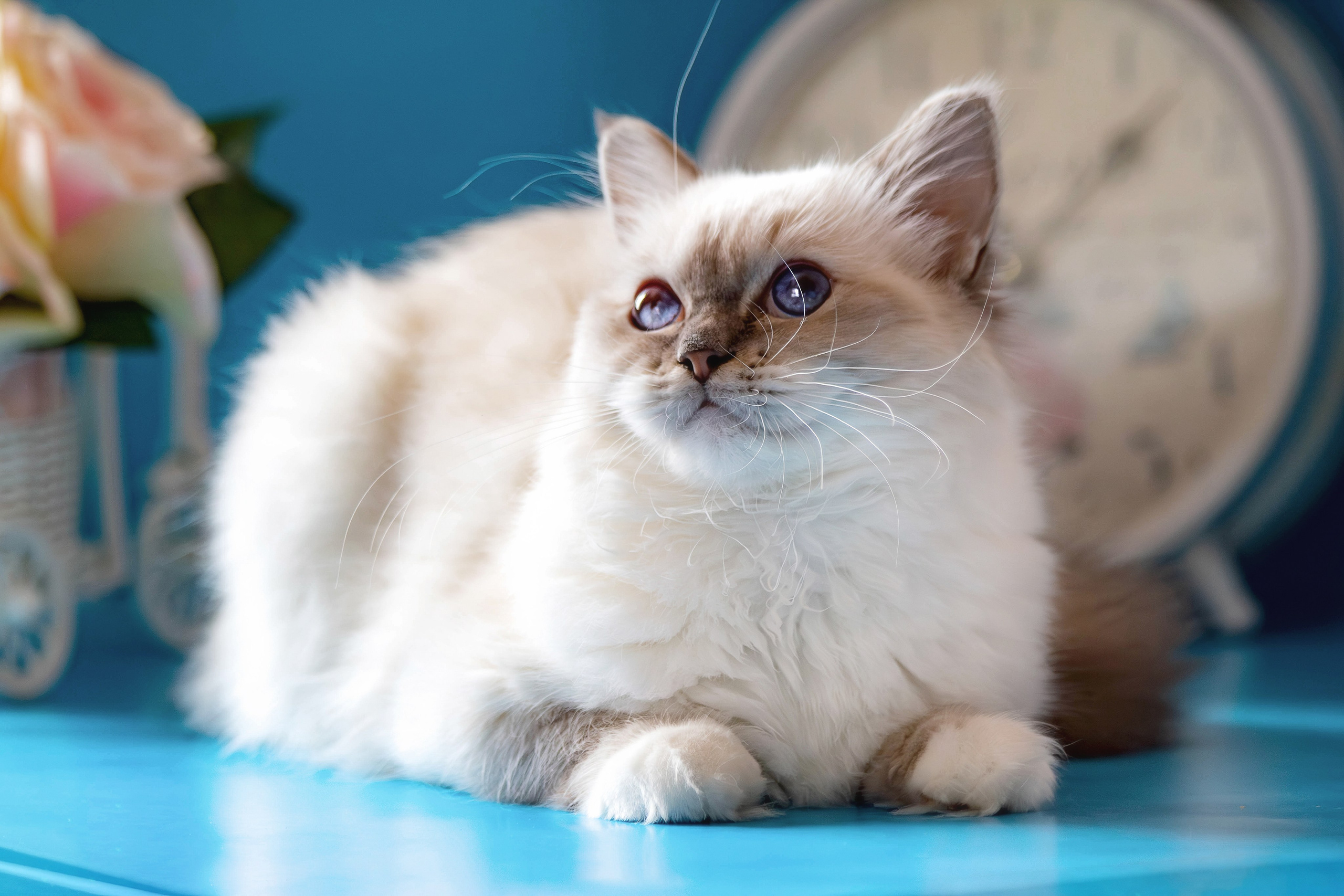 Фотосессия щенков от 7-и дней в стиле ньюборн. Фотограф анималист — Тула, Москва