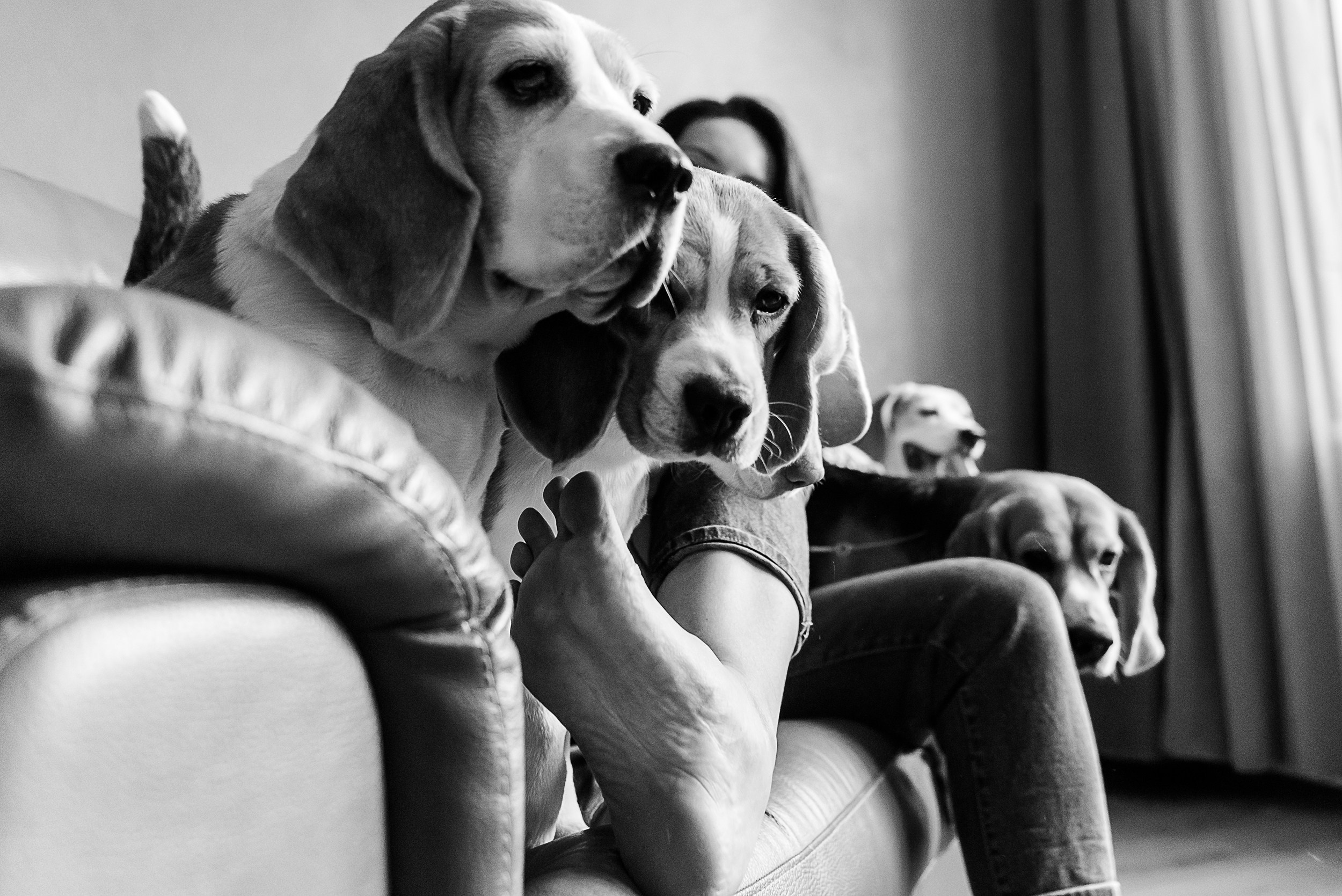 Оля, бигли и семья. Семейный Фотограф в Москве Ирина Хохлова