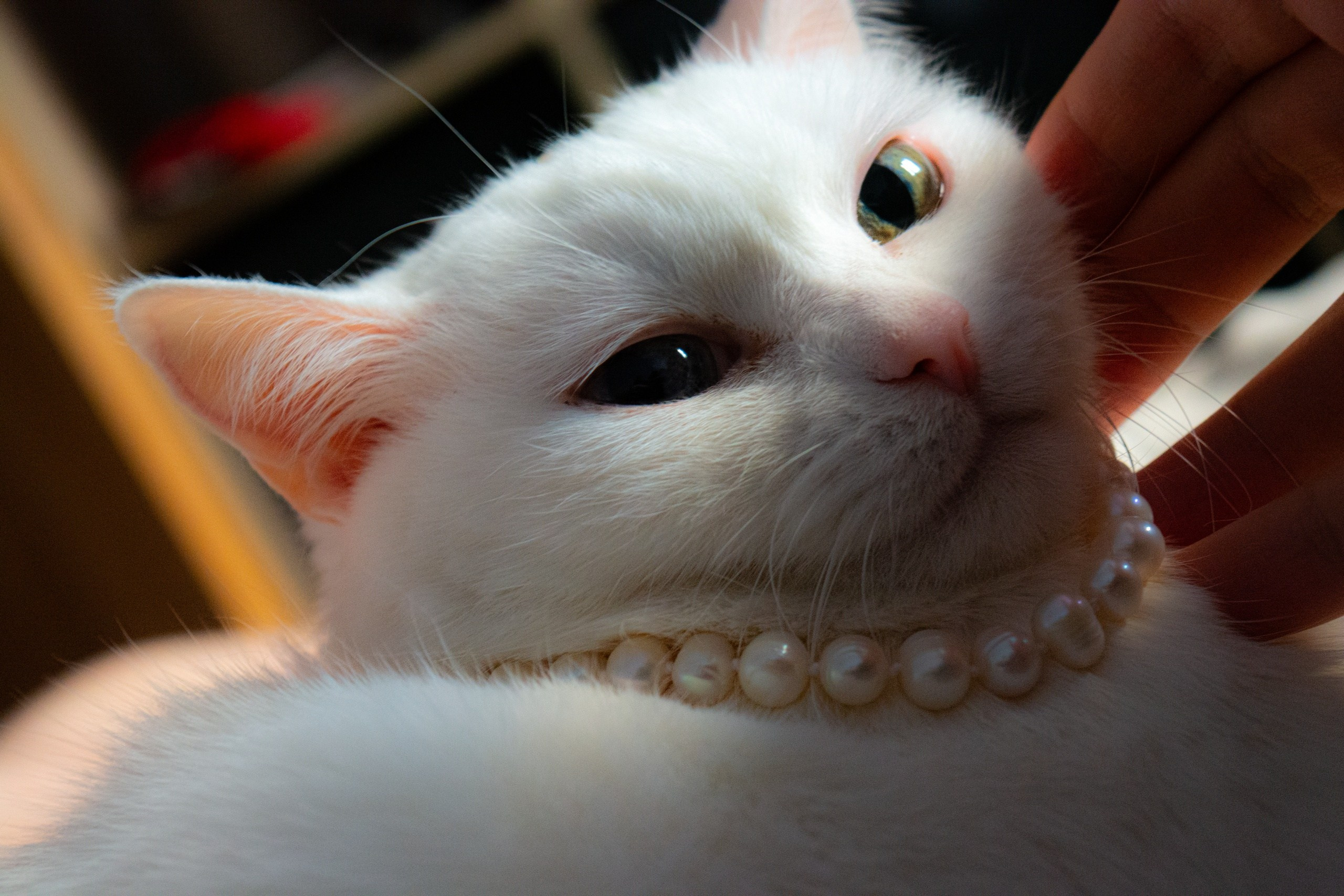 Animals. Фотограф Евгения Саботаж в г. Москва