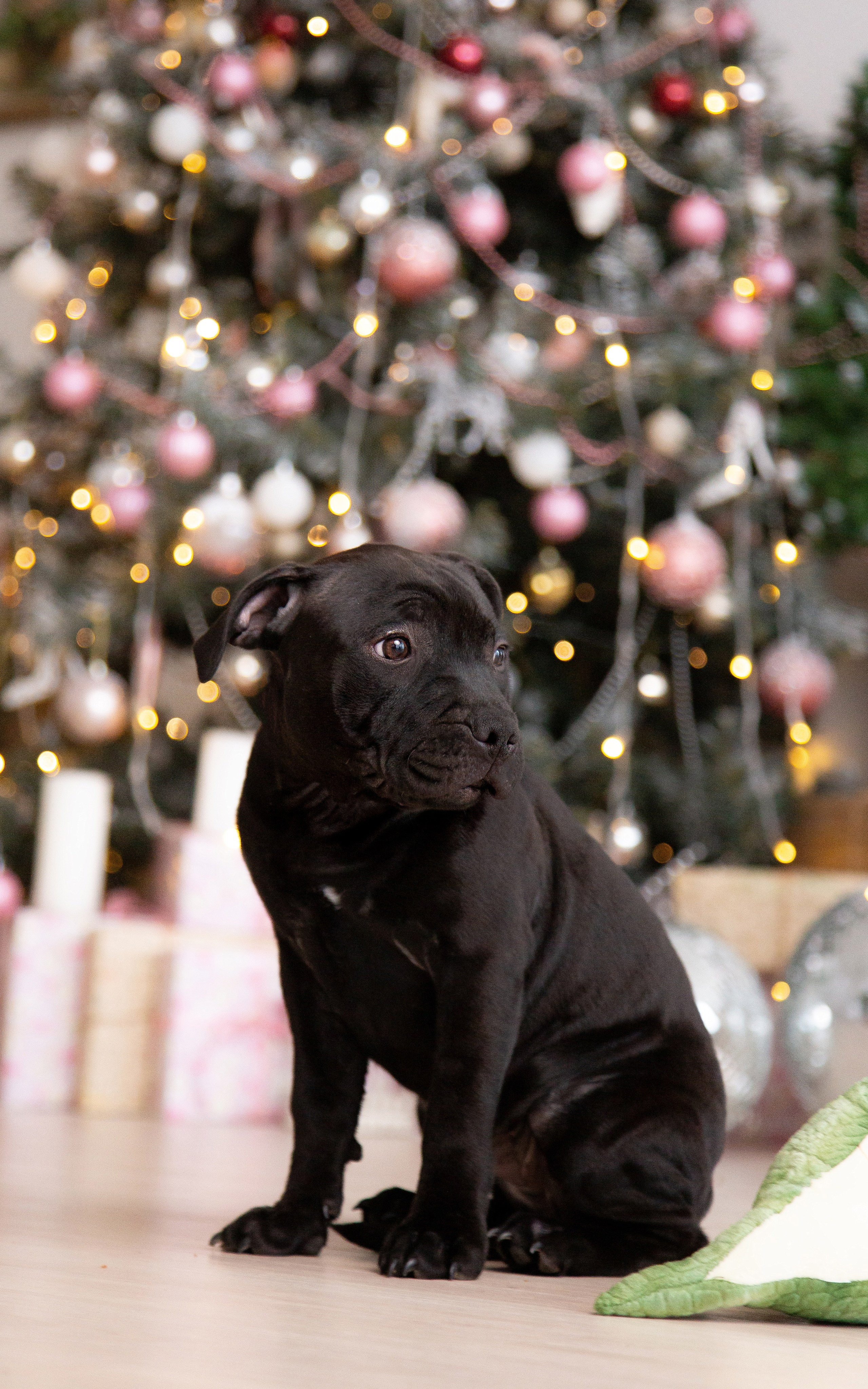 Новогодние малыши. Фотограф Анималист в Перми Анастасия Остерман
