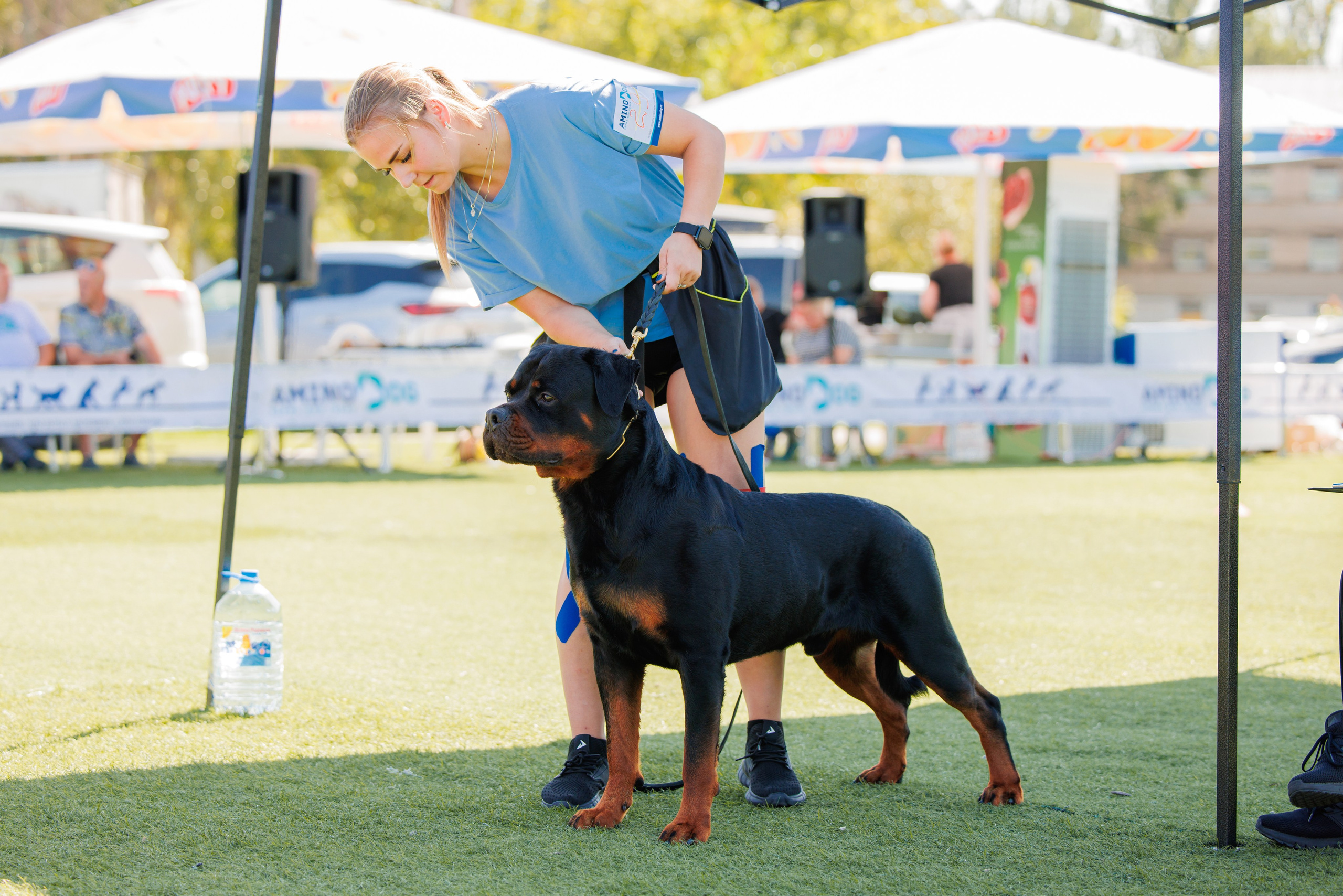Анапа ротвейлеры 14-15.09.2024. Фотограф-анималист Юлия Германика