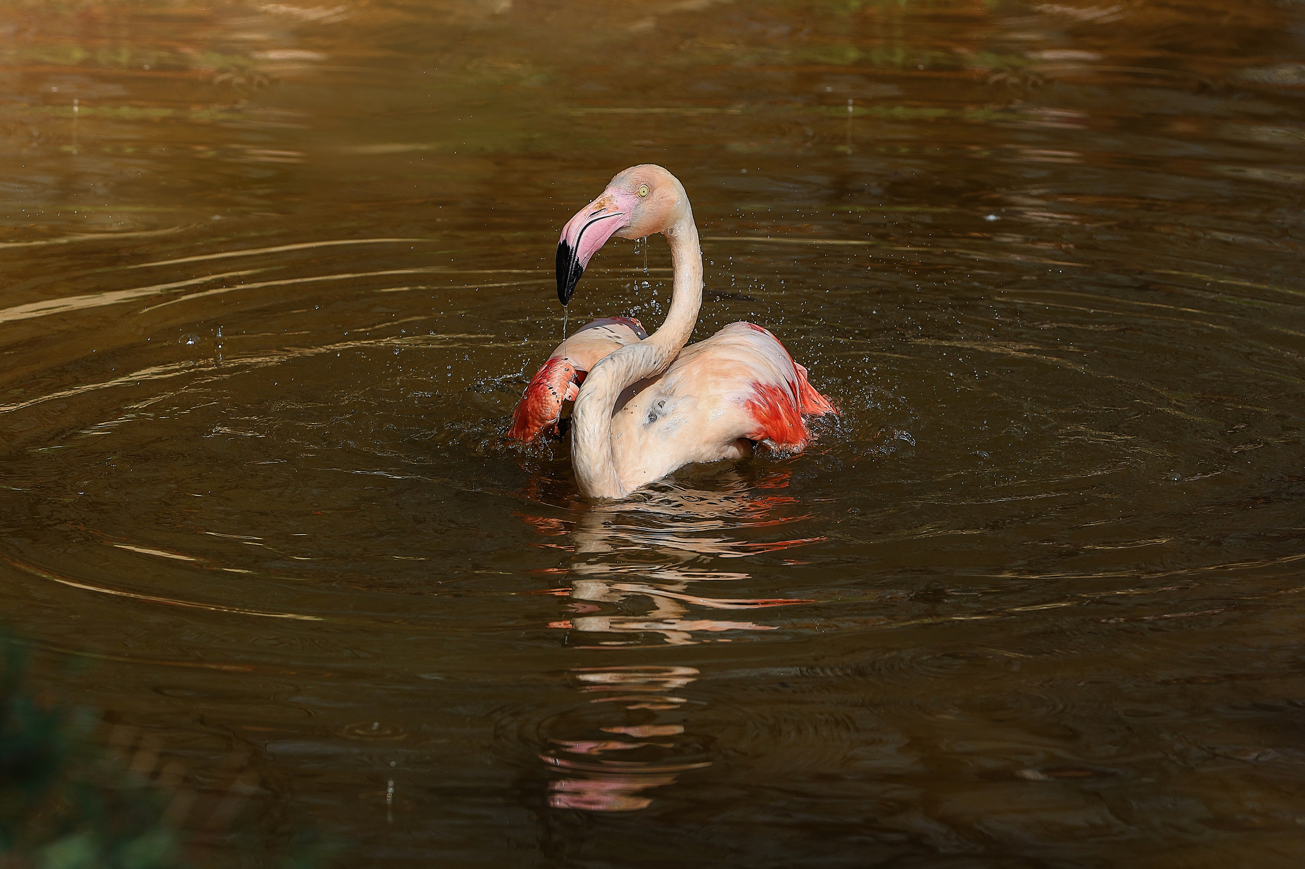 Зоопарк Малинки. Фотограф-АниМалист Анна Абрамова