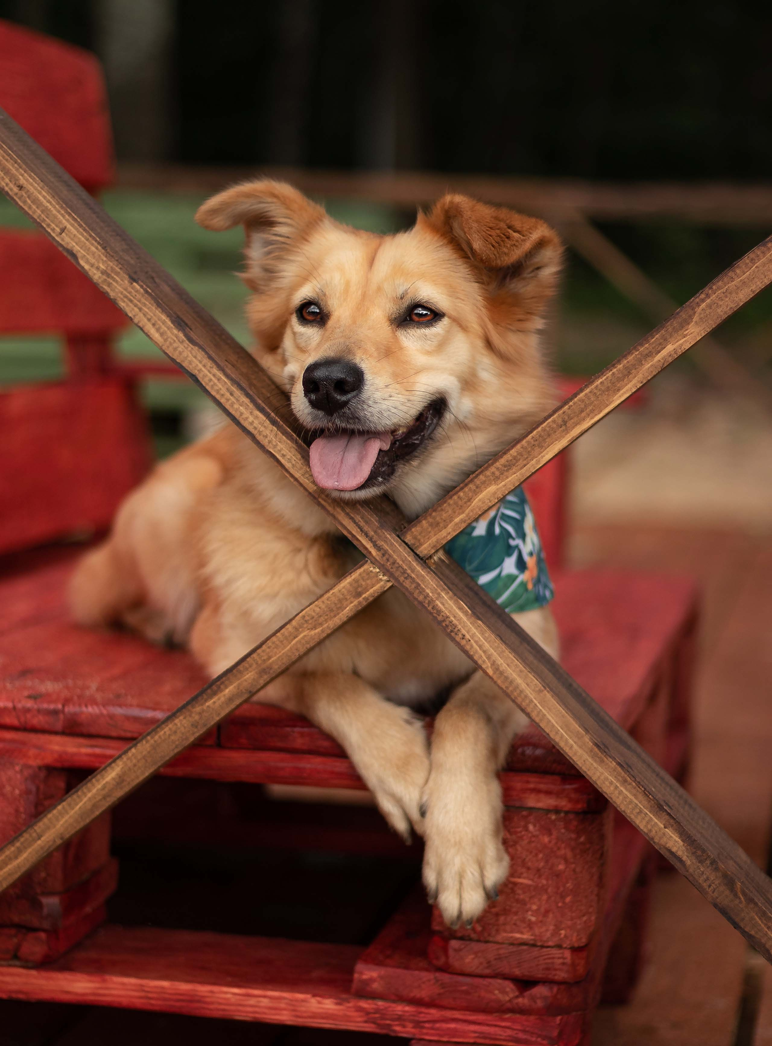 Портфолио фотографа-анималиста из Воронежа Алины Ивановой. Фотограф — анималист Алина Иванова