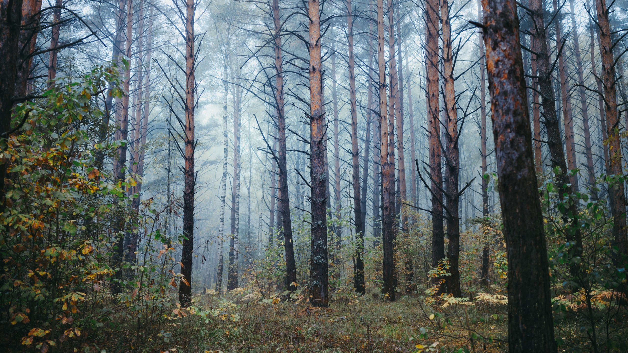 Туманное утро. Komonev