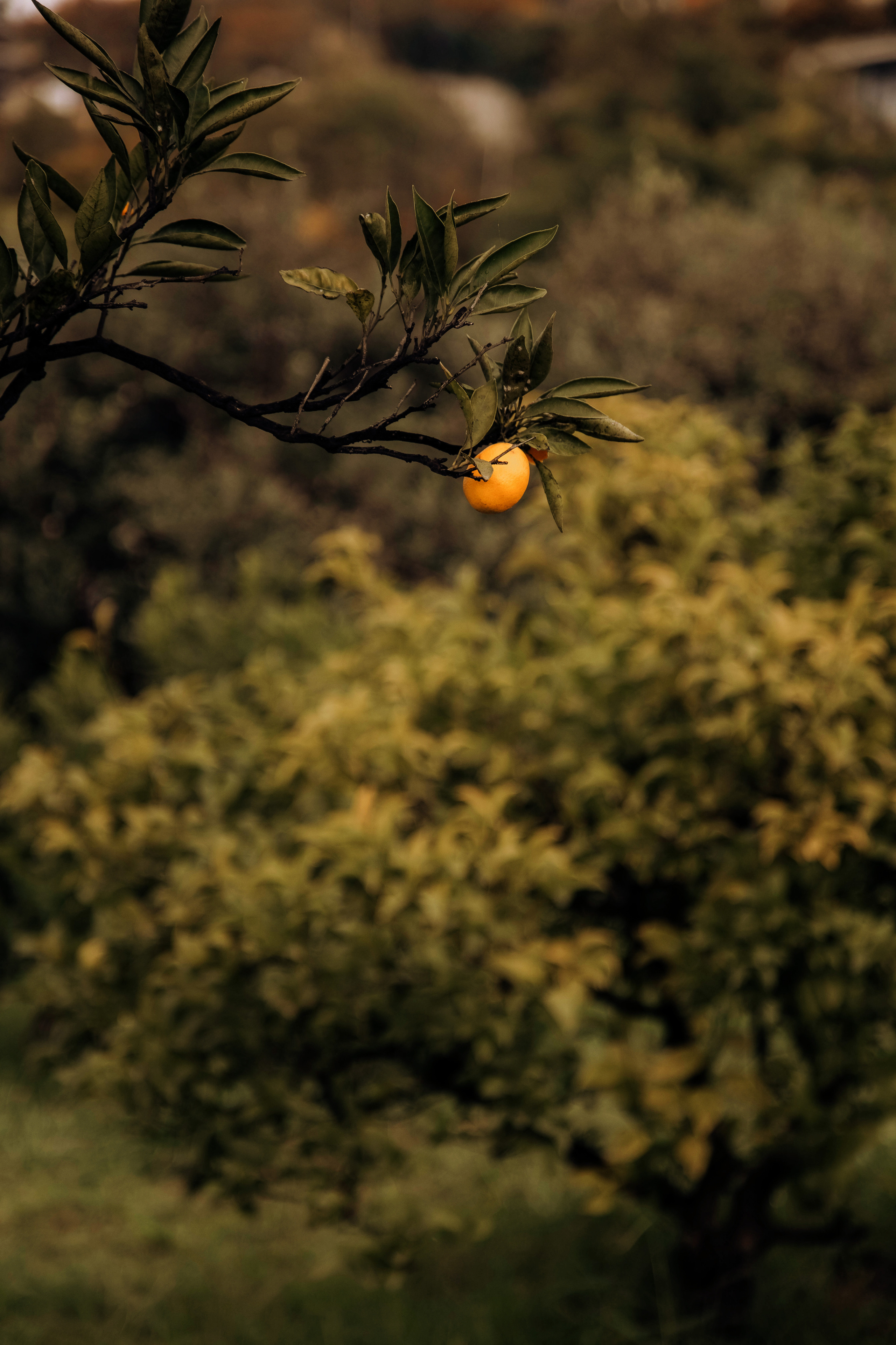 Арсений и Софья. Свадебный и школьный фотограф в Тюмени — Наталья Максимова