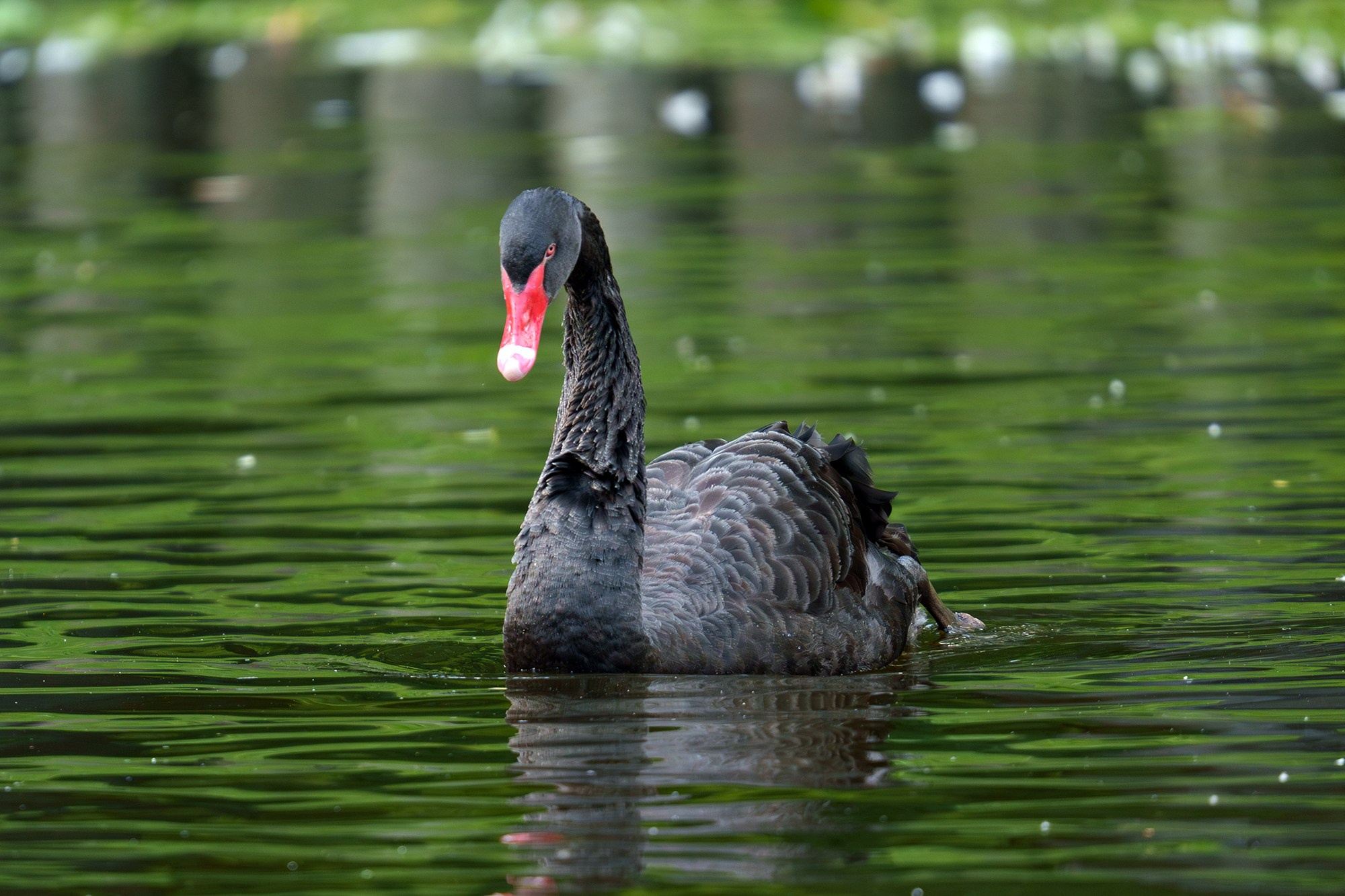 Удивительные мир птиц. Вокруг нас столько прекрасного — присмотритесь!. Ваш личный фотограф Марина Волкова