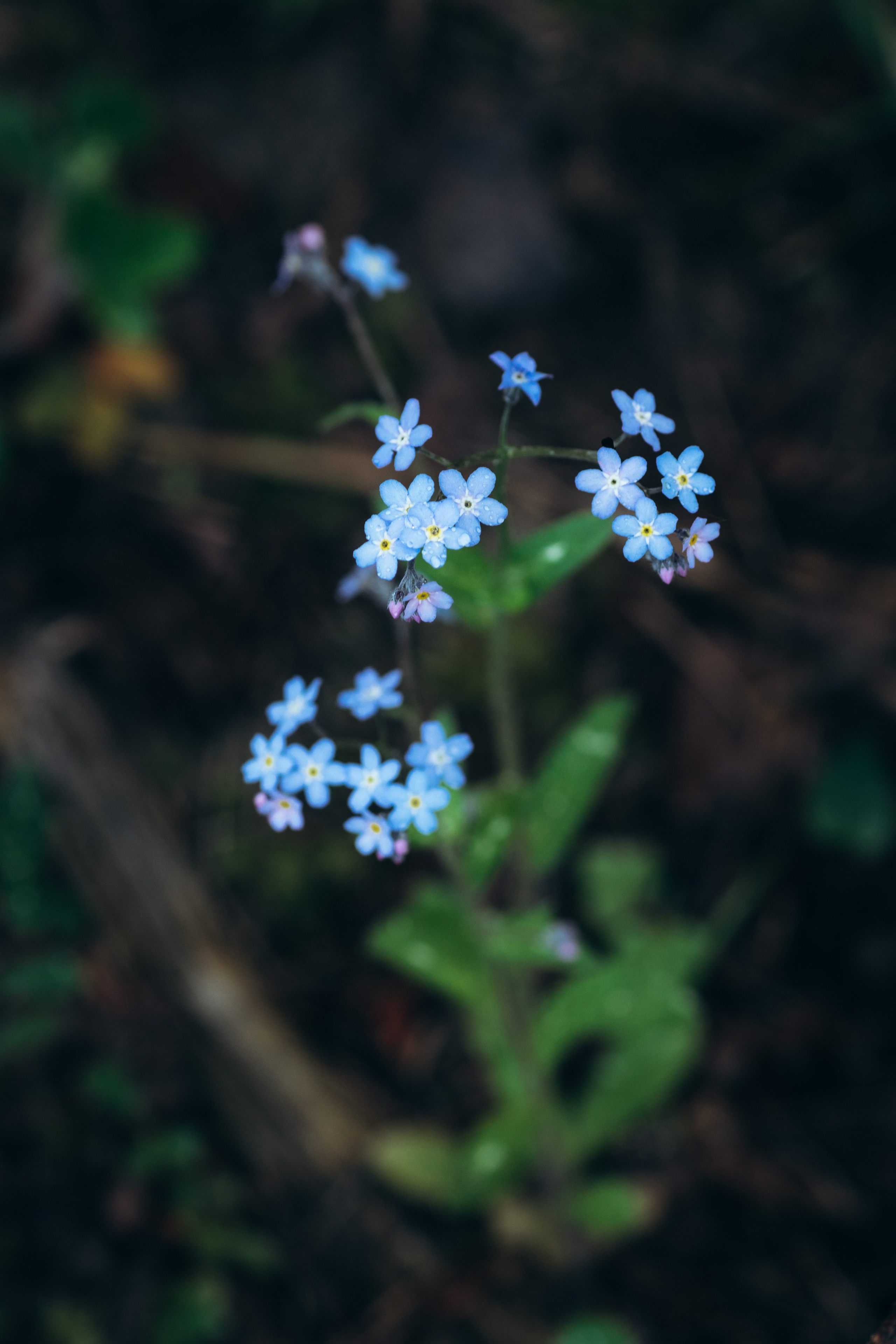 Природные пейзажи. Наталия Клевинскас портретный фотограф в Костроме