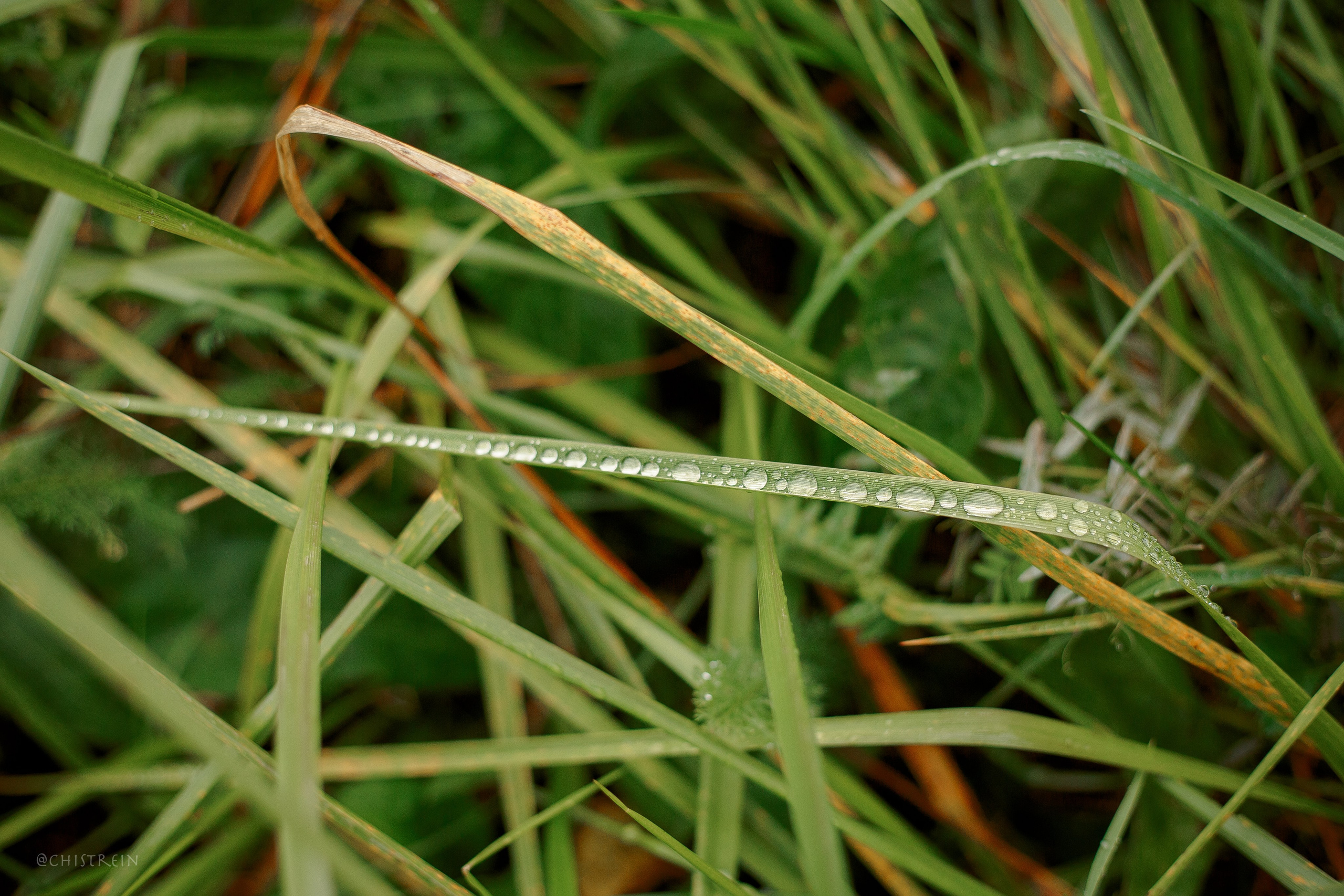 Дальний пирс. Фотограф-анималист Наталия Чистюхина в г. Сосновый Бор и ЛО