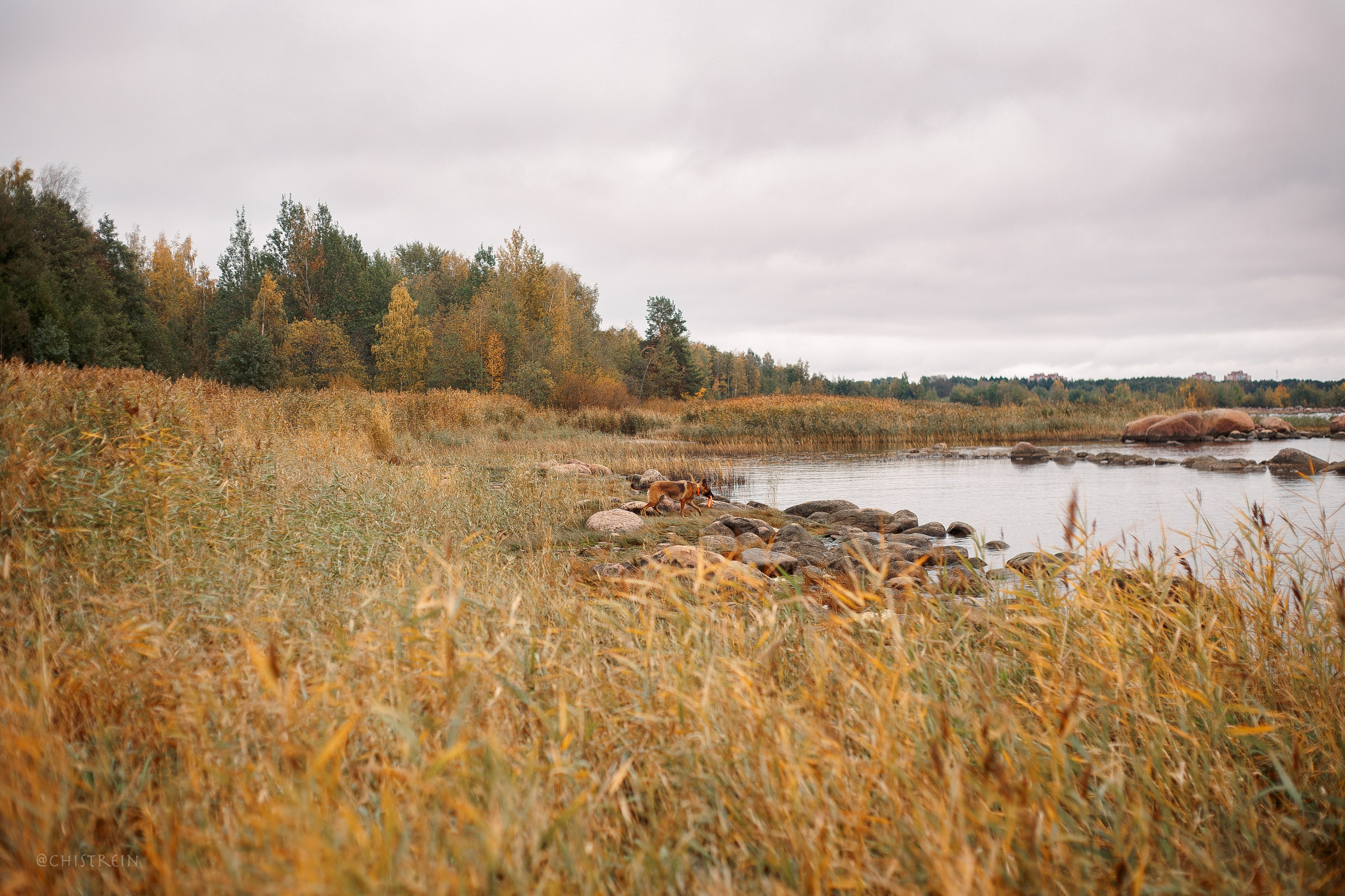 Дальний пирс. Фотограф-анималист Наталия Чистюхина в г. Сосновый Бор и ЛО