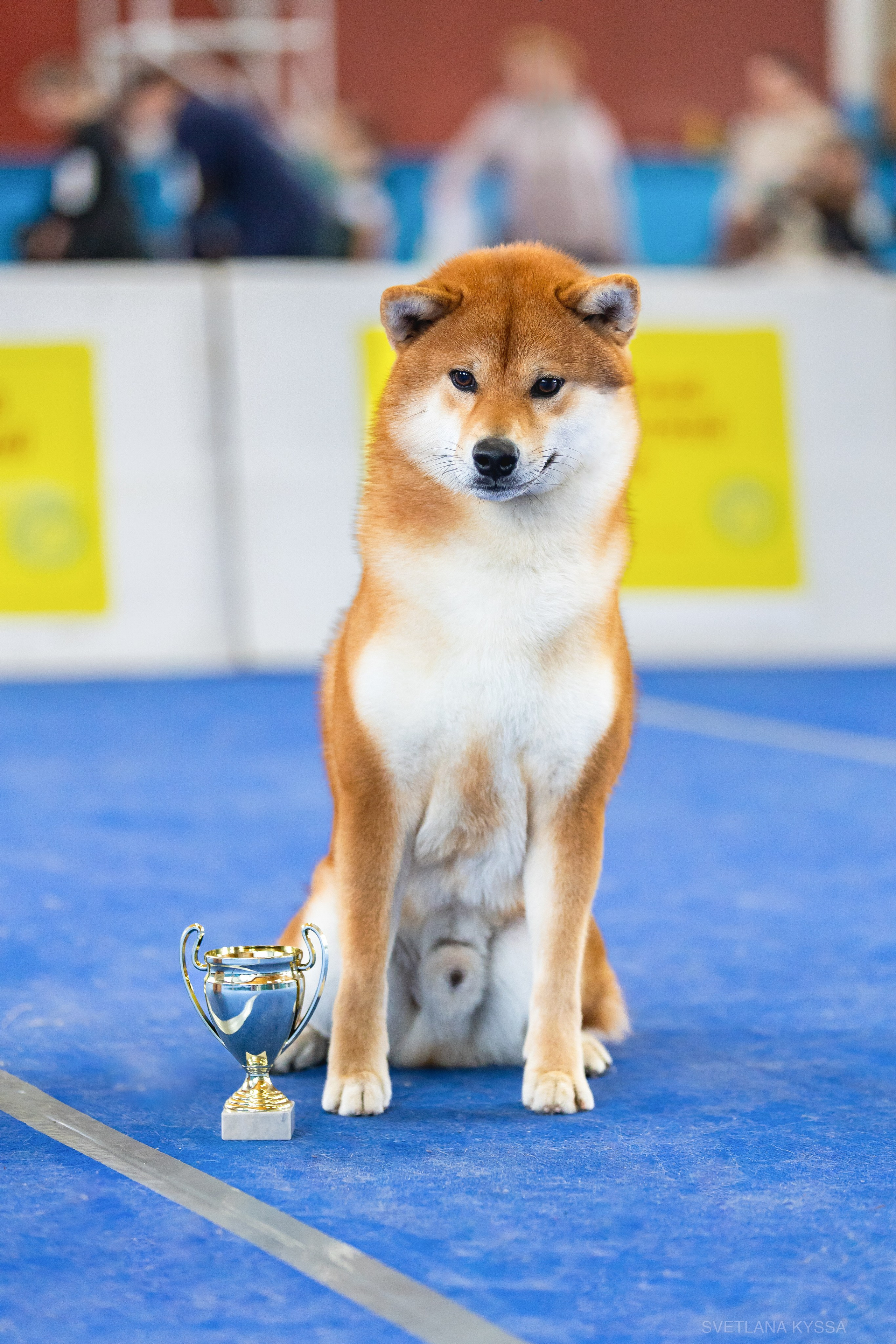 Фото с выставки собак. Фотограф — анималист Светлана Кысса|фотограф собак в Краснодаре и Нижнем Новгороде